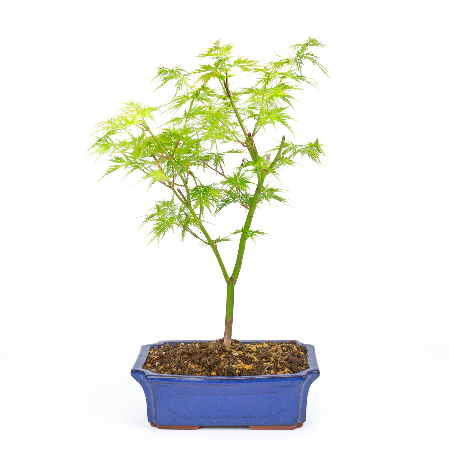 Bonsaï d'extérieur Acer palmatum Seiryu blue mokko 23 cm, hauteur ~40 cm