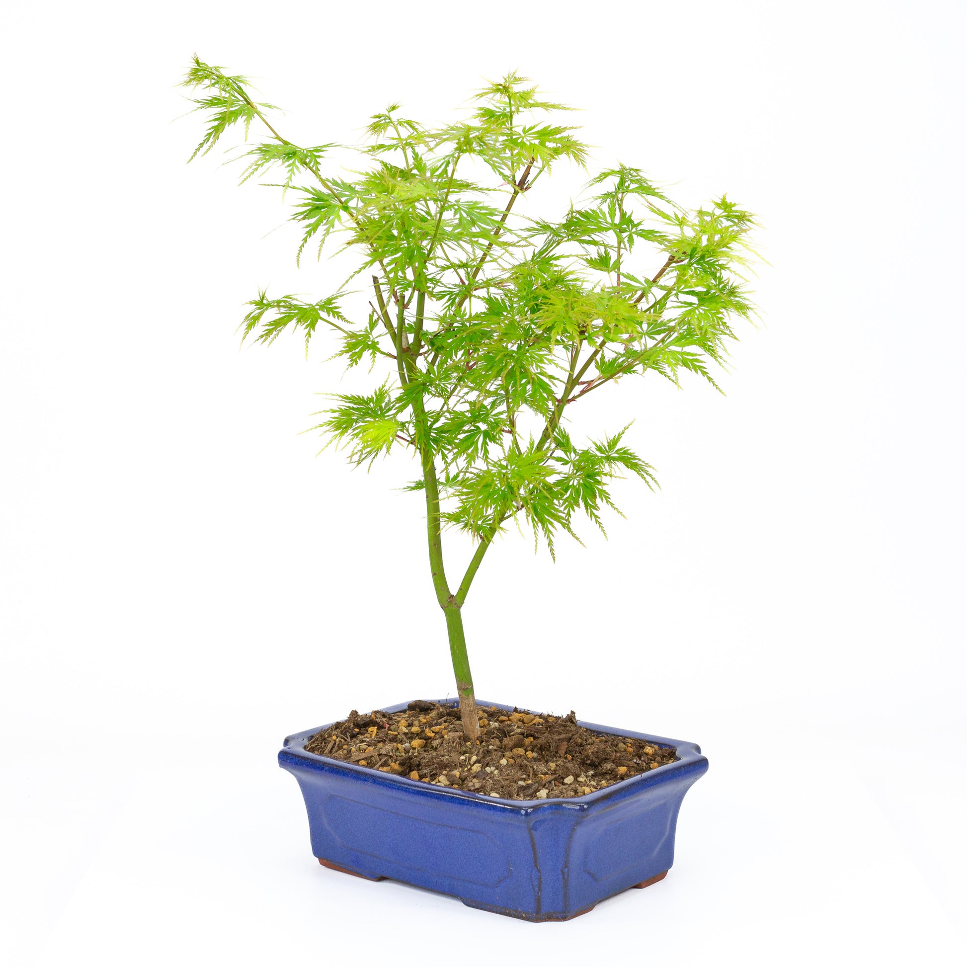 Bonsaï d'extérieur Acer palmatum Seiryu blue mokko 23 cm, hauteur ~40 cm