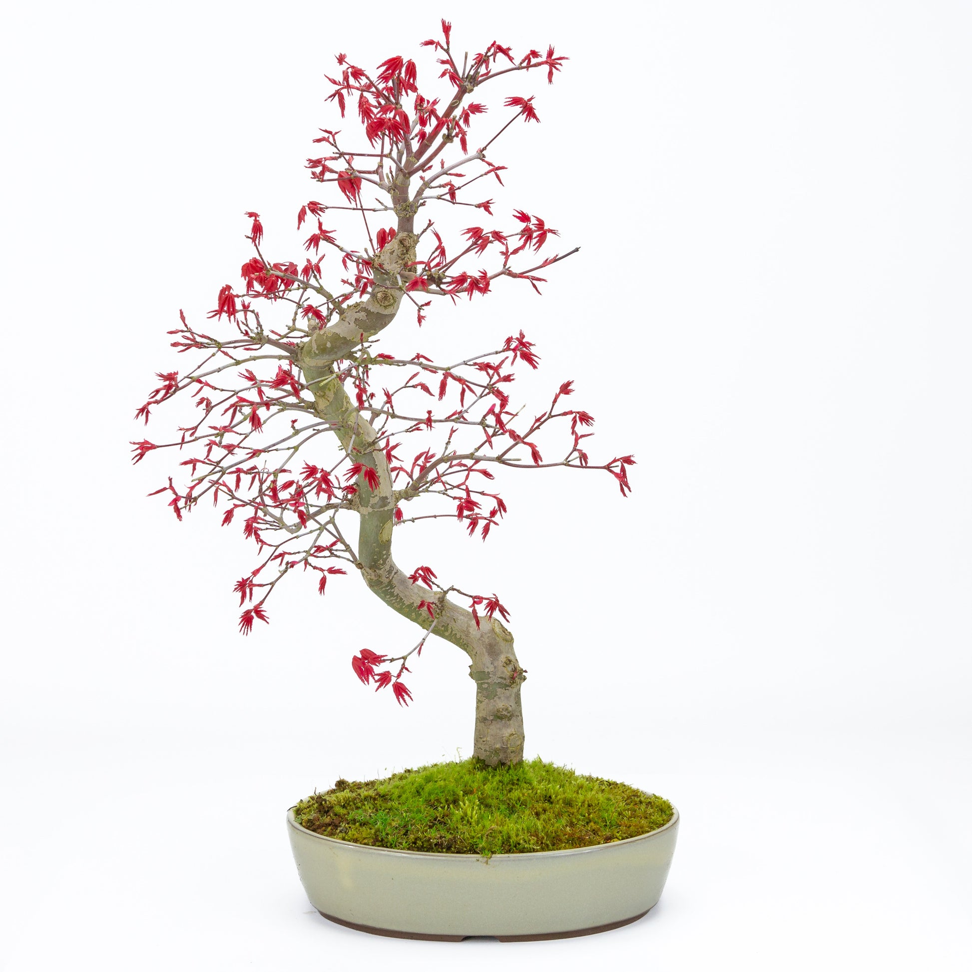 Bonsaï d'extérieur Acer palmatum Deshojo, pot ovale beige 21 cm, hauteur ~45 cm