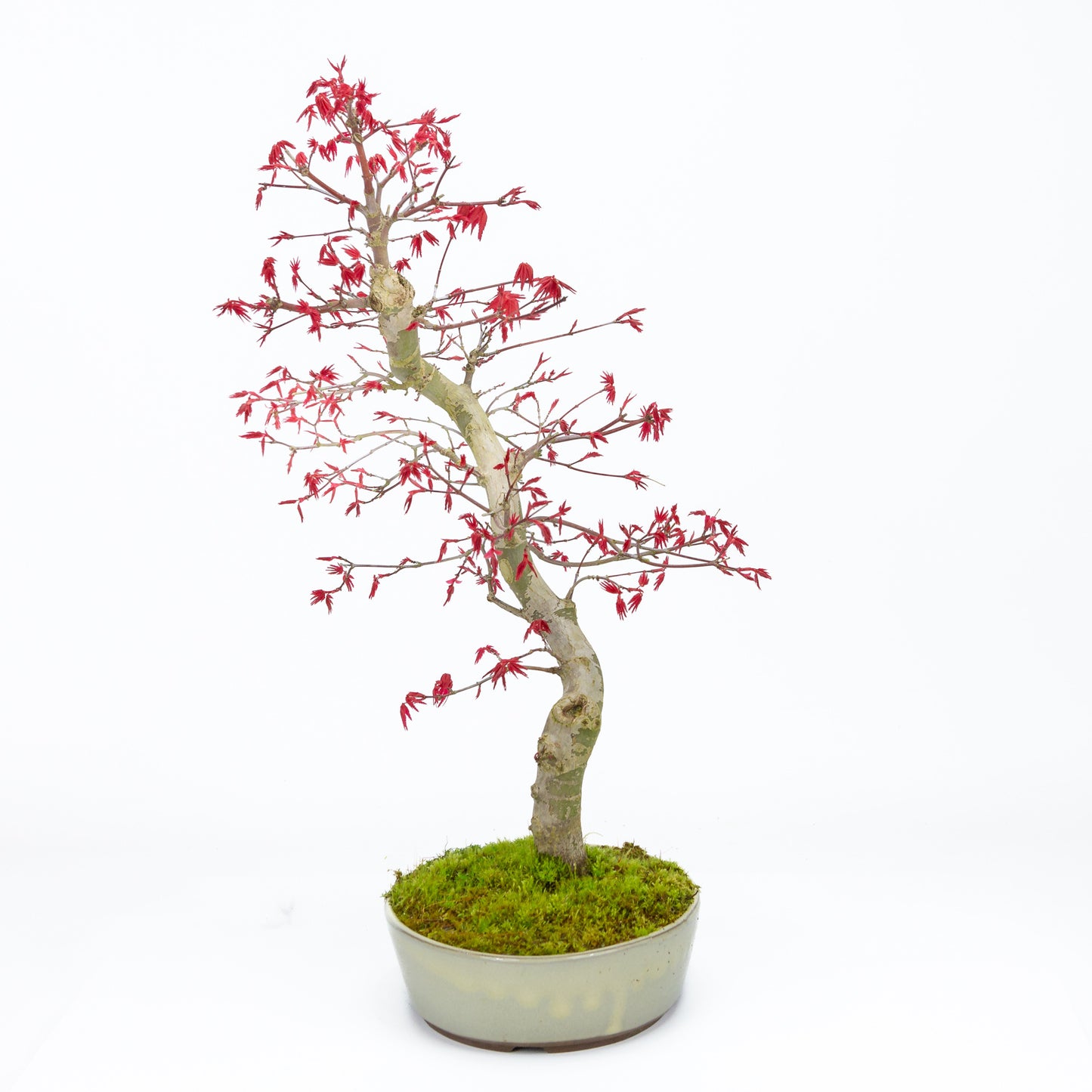 Bonsaï d'extérieur Acer palmatum Deshojo, pot ovale beige 21 cm, hauteur ~45 cm
