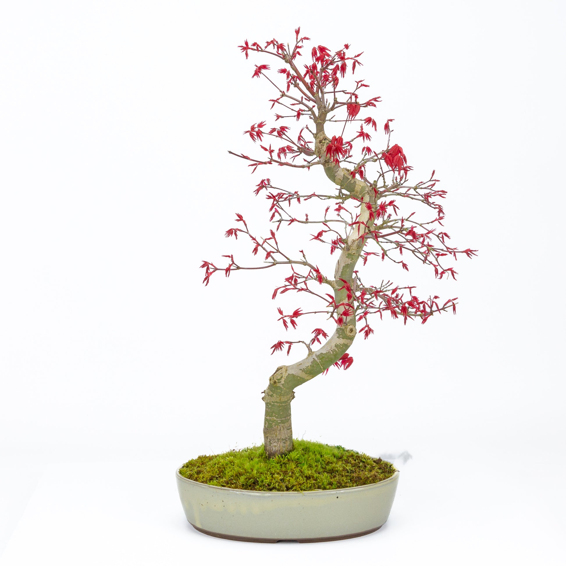 Bonsaï d'extérieur Acer palmatum Deshojo, pot ovale beige 21 cm, hauteur ~45 cm