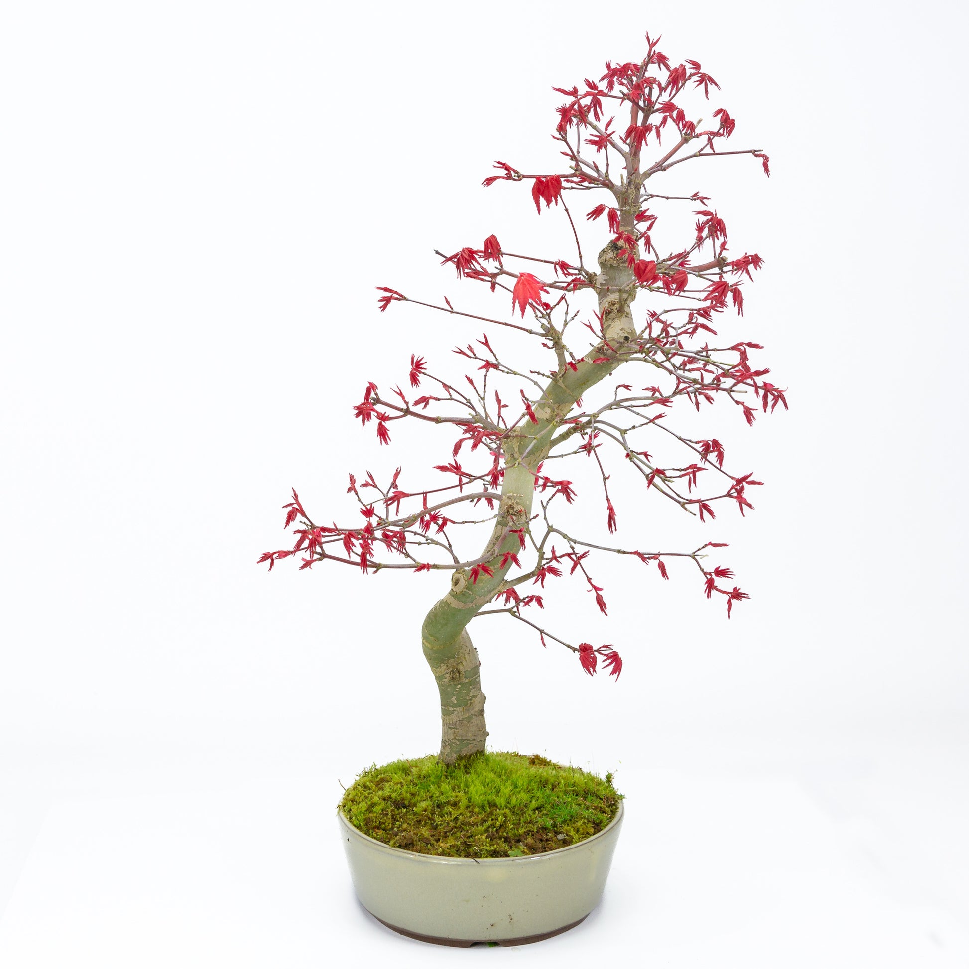 Bonsaï d'extérieur Acer palmatum Deshojo, pot ovale beige 21 cm, hauteur ~45 cm