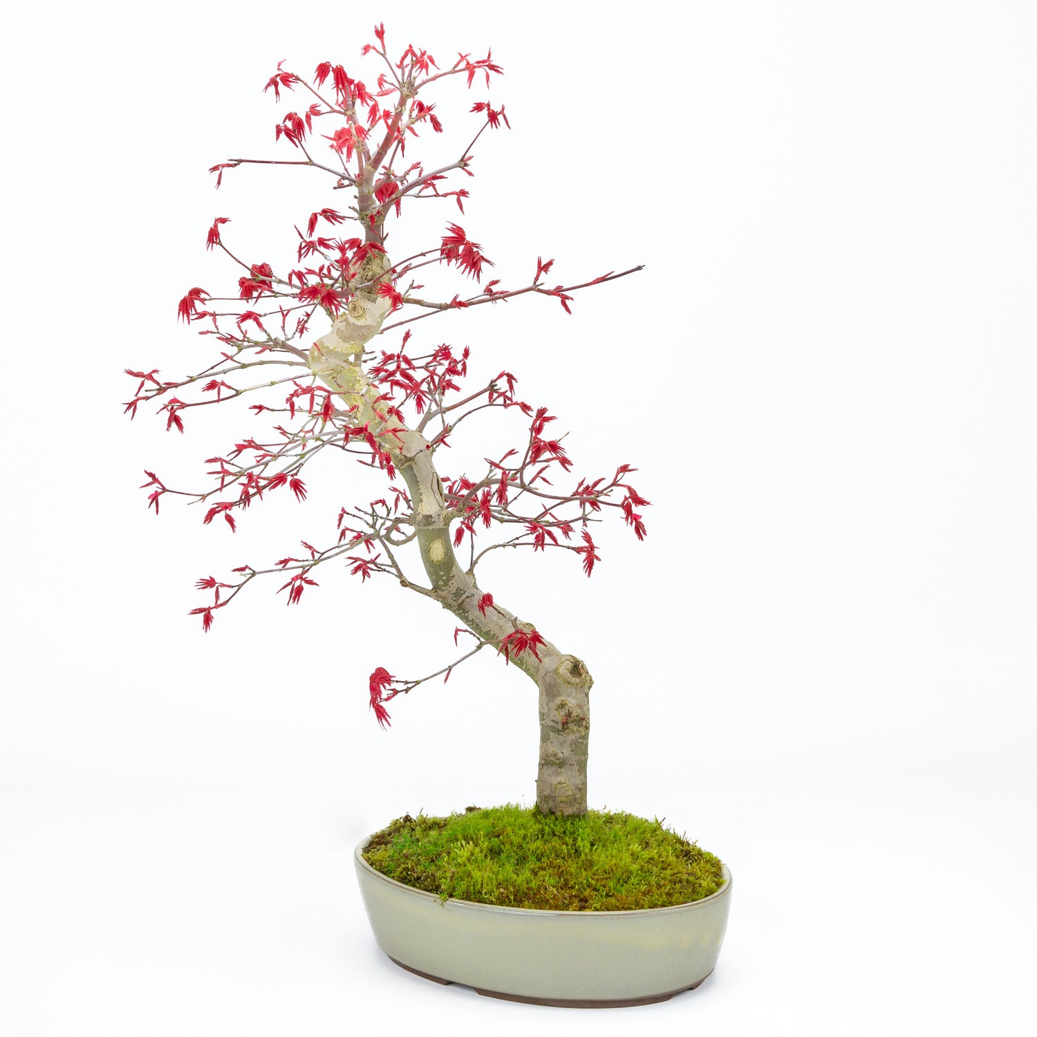 Buiten Bonsai Acer palmatum Deshojo beige ovale pot 21cm, hoogte ~45cm 