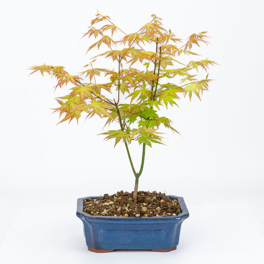 Buiten Bonsai Acer palmatum Orange Dream blauwe Mokko pot 20cm, hoogte ~40cm
