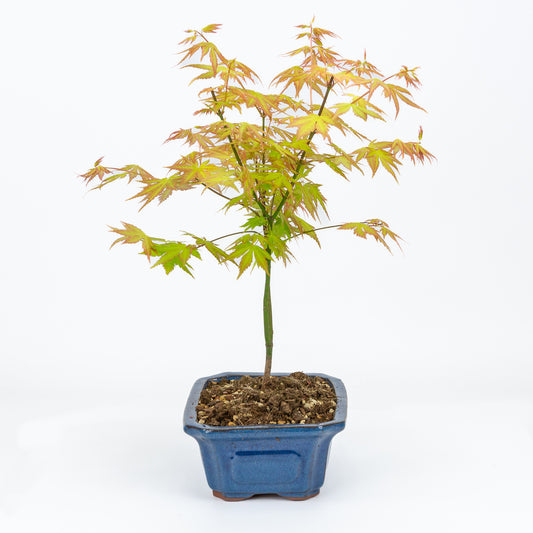 Buiten Bonsai Acer palmatum Orange Dream blauwe Mokko pot 20cm, hoogte ~40cm