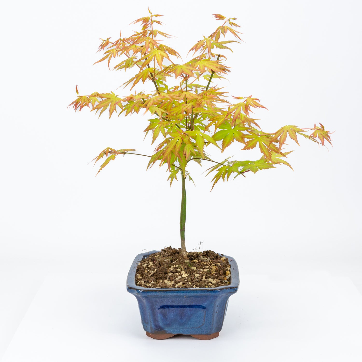 Buiten Bonsai Acer palmatum Orange Dream blauwe Mokko pot 20cm, hoogte ~40cm