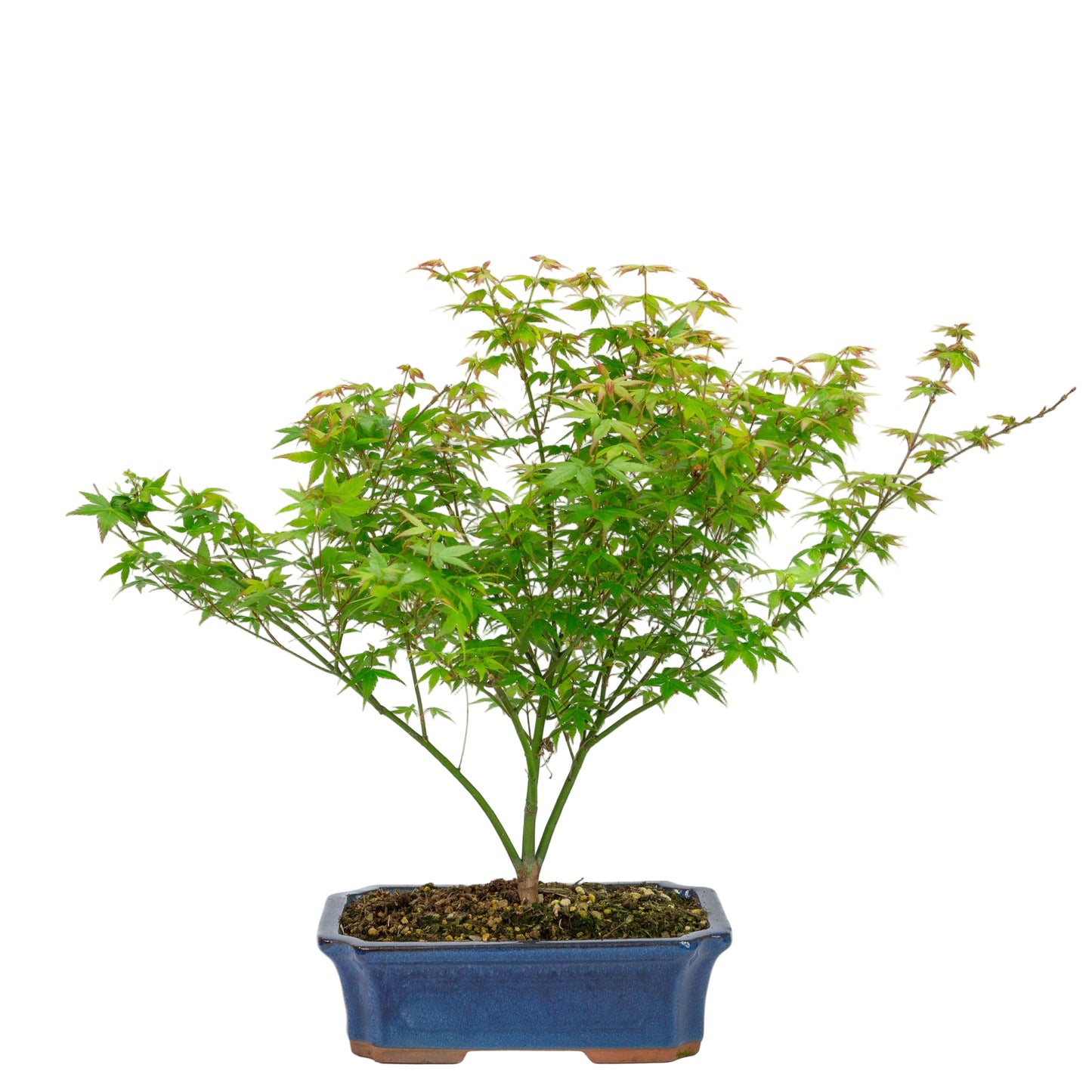 Bonsaï d'extérieur Acer palmatum Little Princess bleu, pot Mokko 25 cm, hauteur ~46 cm