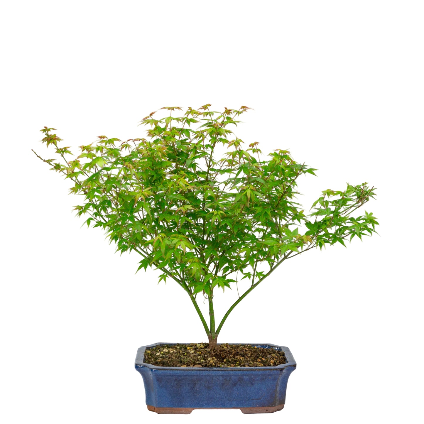 Bonsaï d'extérieur Acer palmatum Little Princess bleu, pot Mokko 25 cm, hauteur ~46 cm