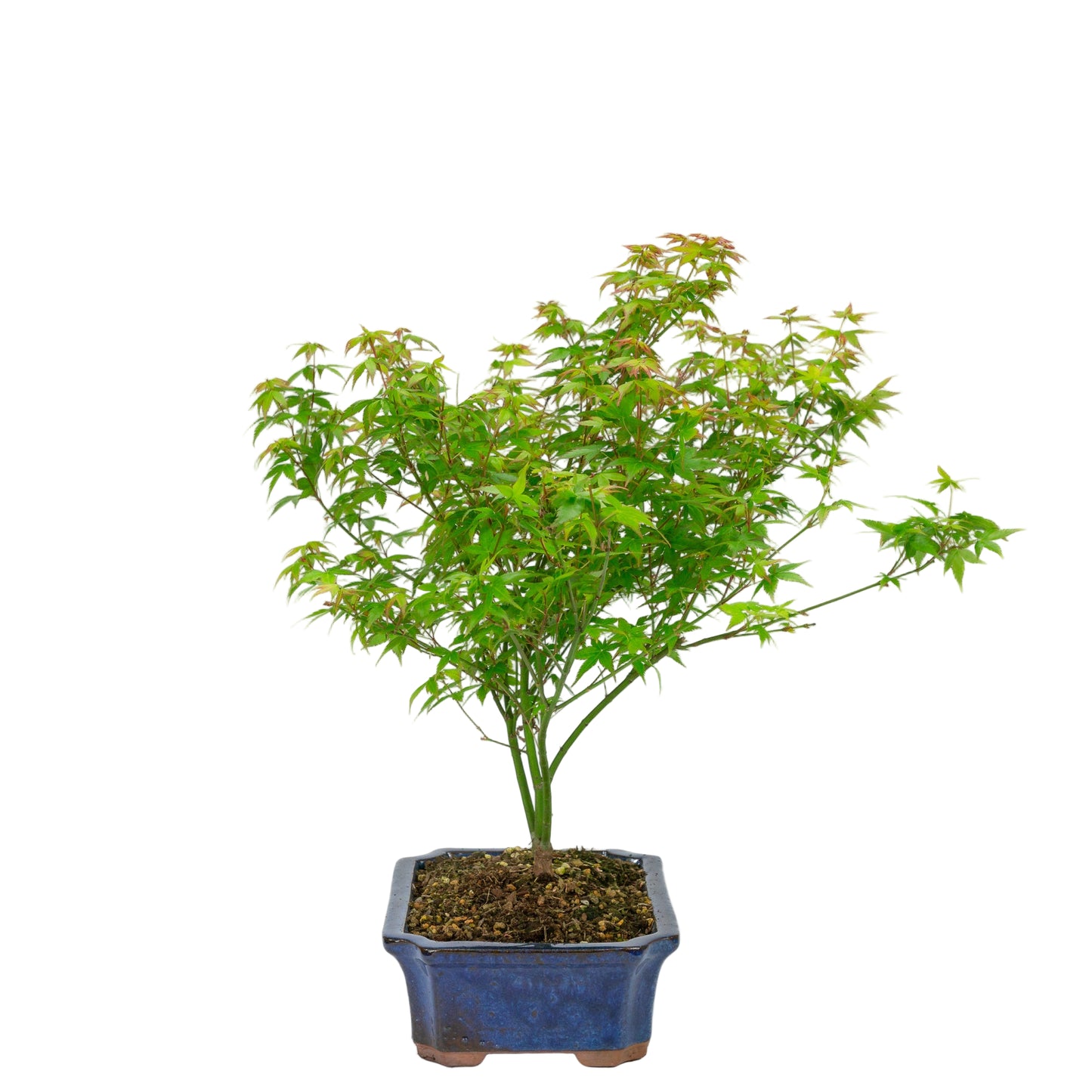 Bonsaï d'extérieur Acer palmatum Little Princess bleu, pot Mokko 25 cm, hauteur ~46 cm