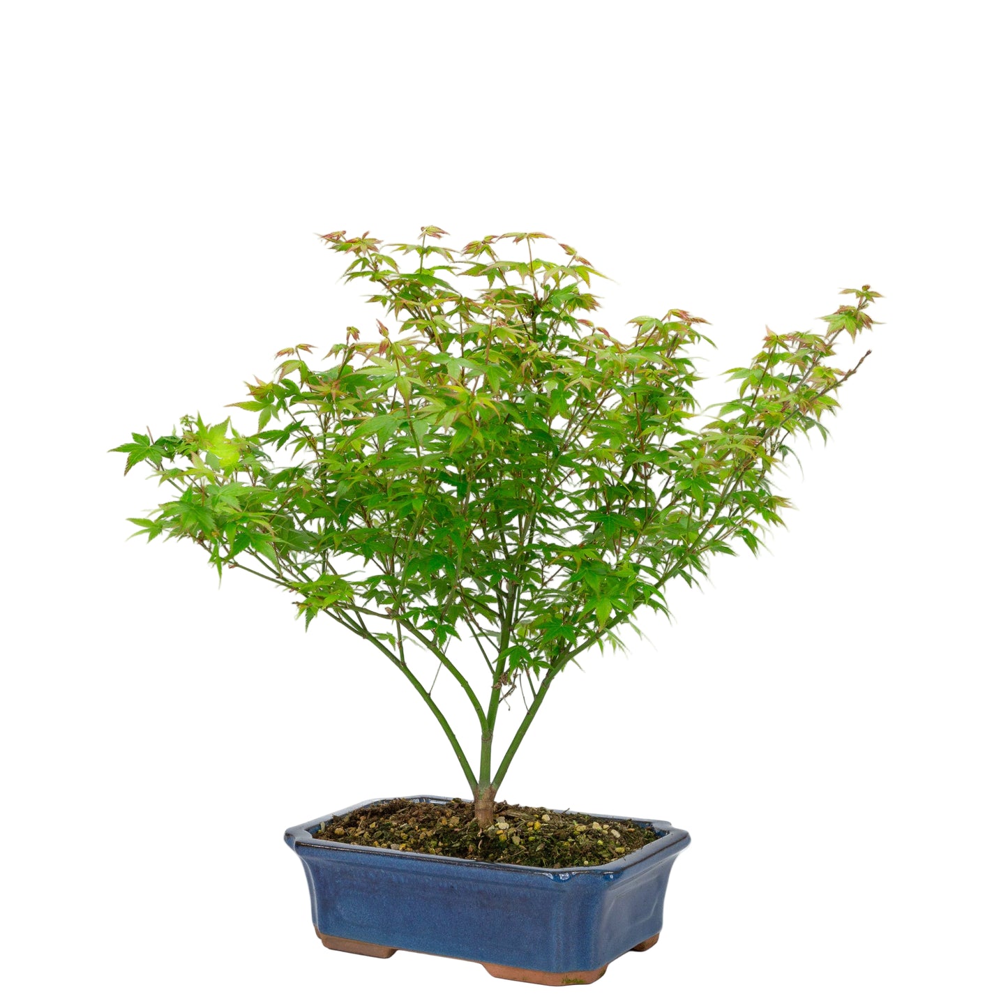 Bonsaï d'extérieur Acer palmatum Little Princess bleu, pot Mokko 25 cm, hauteur ~46 cm