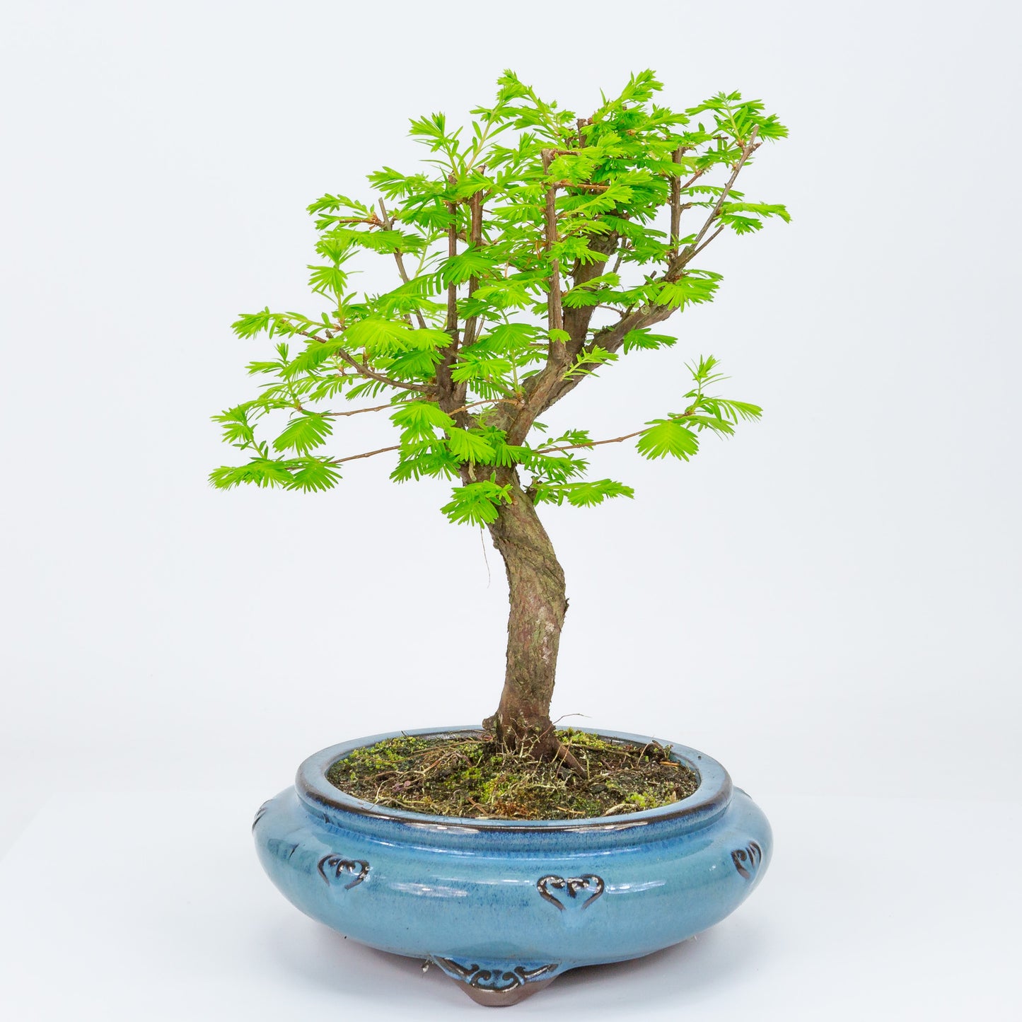 Bonsaï d'extérieur Metasequoia, pot rond bleu 20 cm, hauteur 40 cm