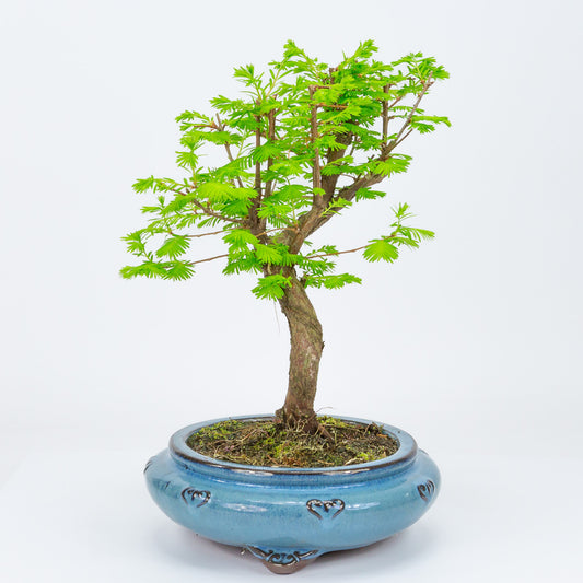 Bonsaï d'extérieur Metasequoia, pot rond bleu 20 cm, hauteur 40 cm