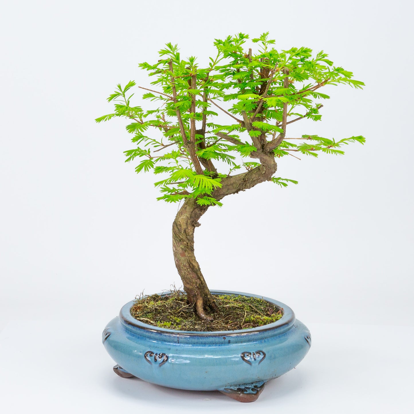 Bonsaï d'extérieur Metasequoia, pot rond bleu 20 cm, hauteur 40 cm