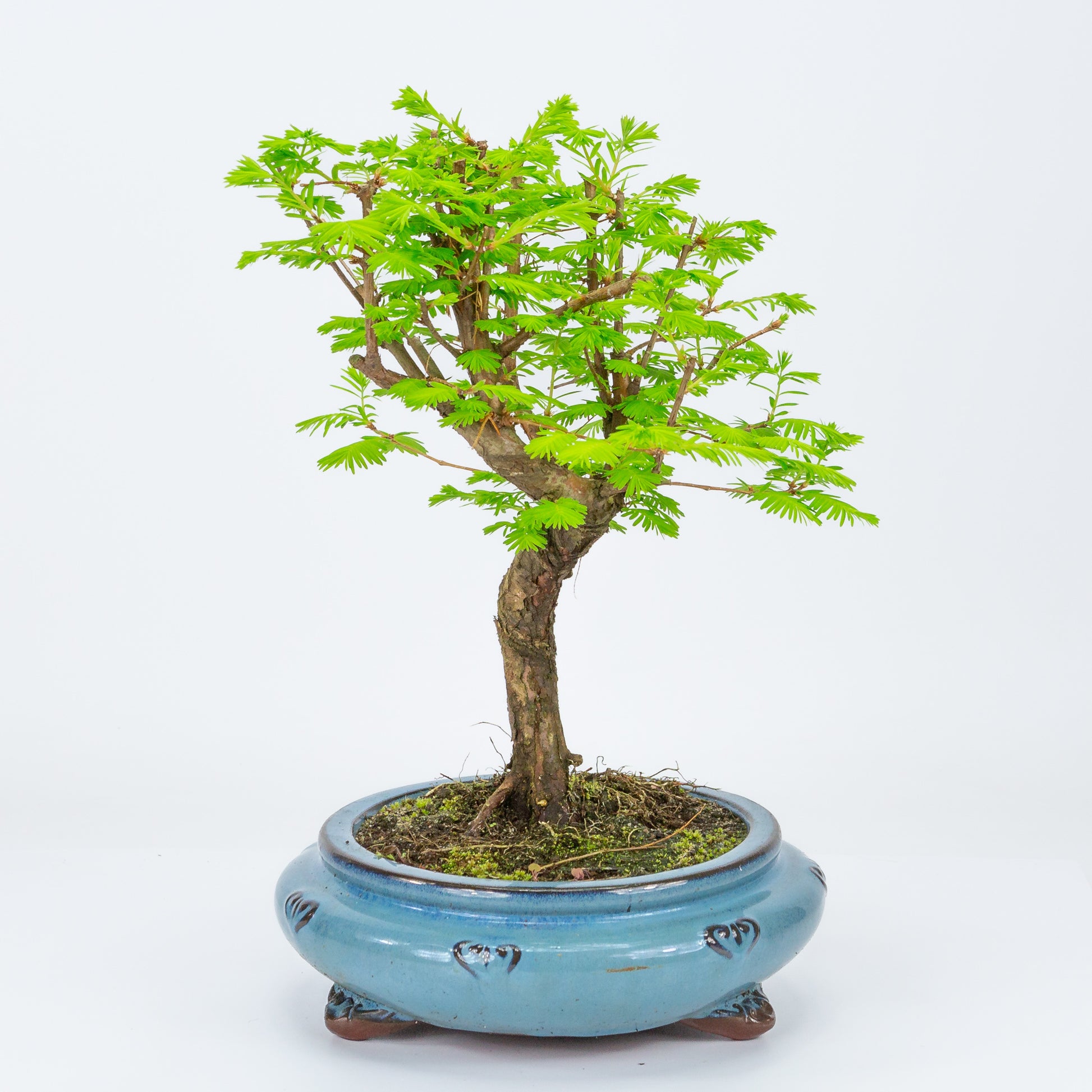 Bonsaï d'extérieur Metasequoia, pot rond bleu 20 cm, hauteur 40 cm