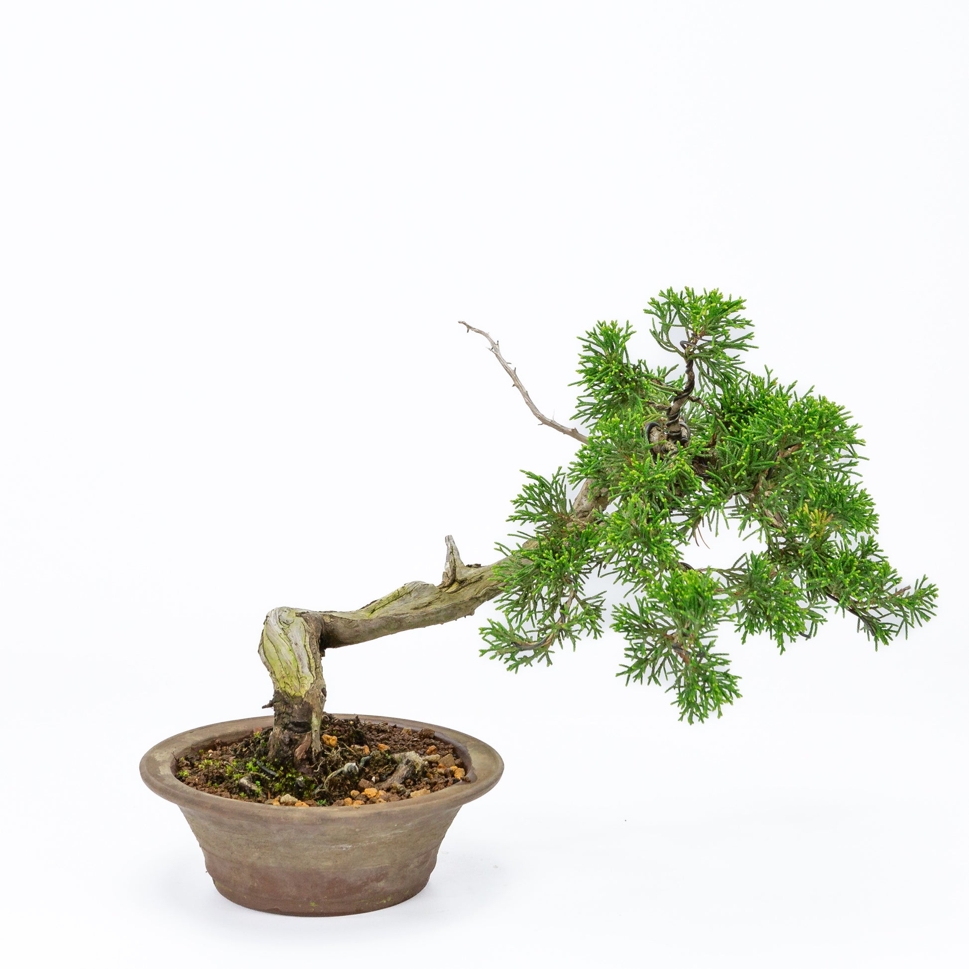 Bonsaï d'extérieur Juniperus chinensis, pot rond non émaillé de 15 cm, hauteur ~23 cm