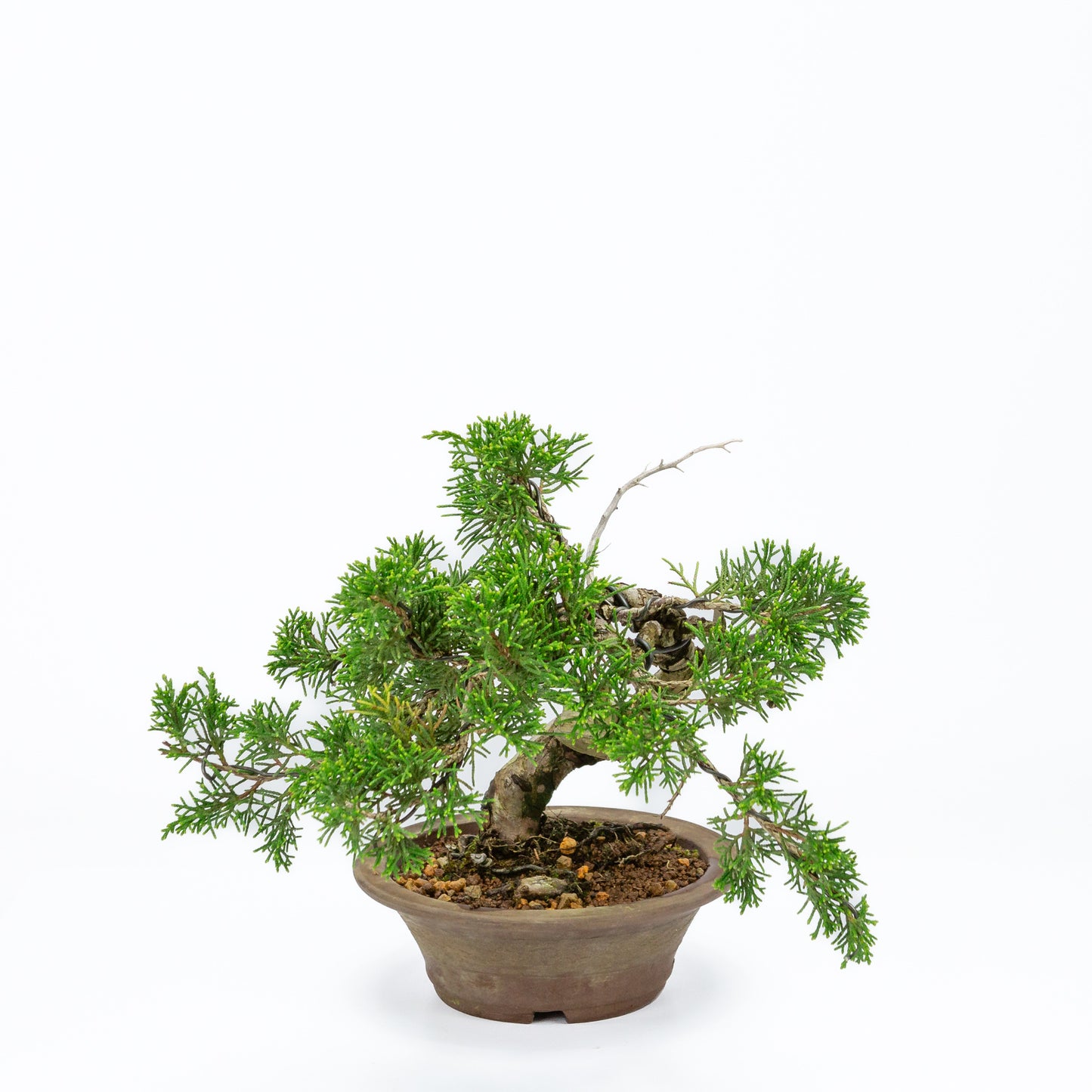 Bonsaï d'extérieur Juniperus chinensis, pot rond non émaillé de 15 cm, hauteur ~23 cm