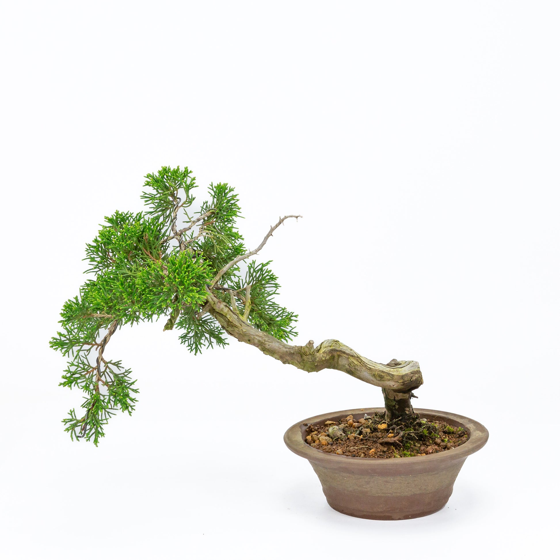 Bonsaï d'extérieur Juniperus chinensis, pot rond non émaillé de 15 cm, hauteur ~23 cm