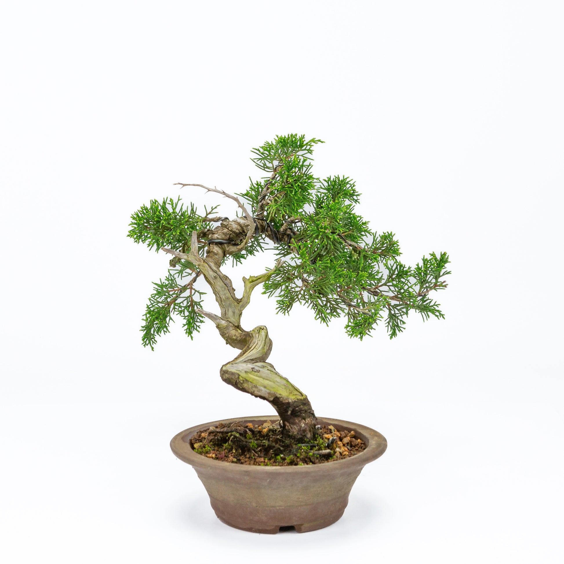 Bonsaï d'extérieur Juniperus chinensis, pot rond non émaillé de 15 cm, hauteur ~23 cm