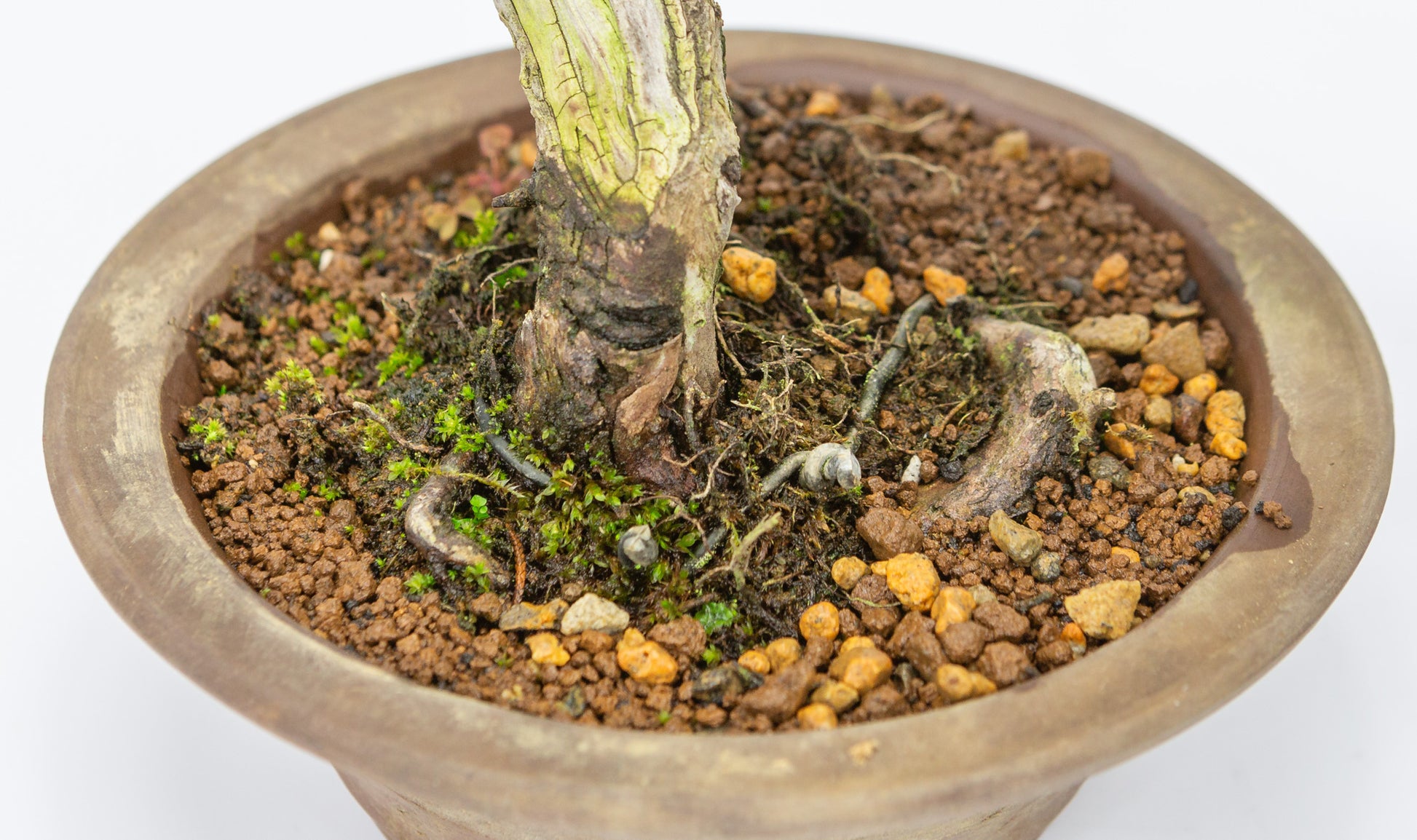 Bonsaï d'extérieur Juniperus chinensis, pot rond non émaillé de 15 cm, hauteur ~23 cm