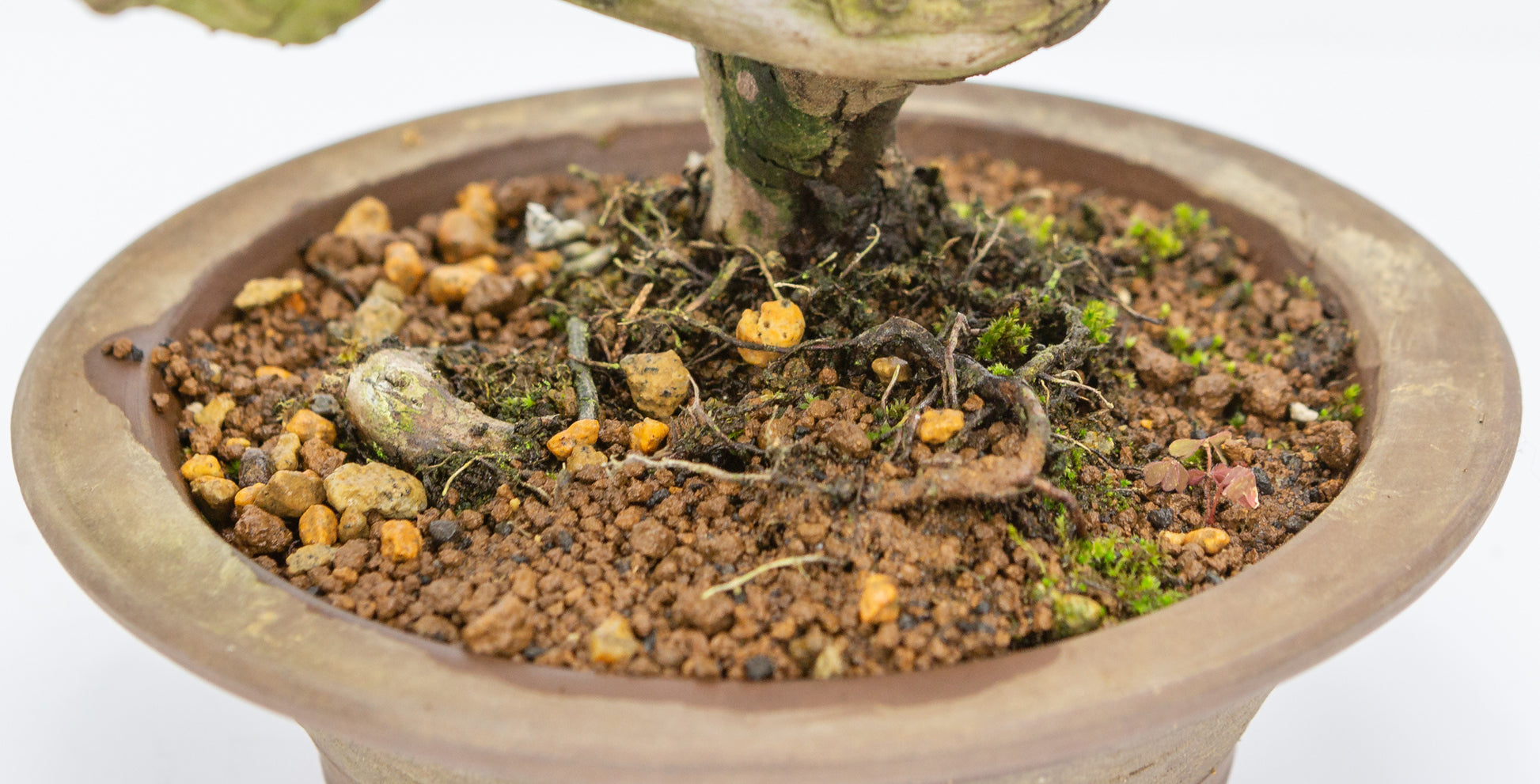 Bonsaï d'extérieur Juniperus chinensis, pot rond non émaillé de 15 cm, hauteur ~23 cm