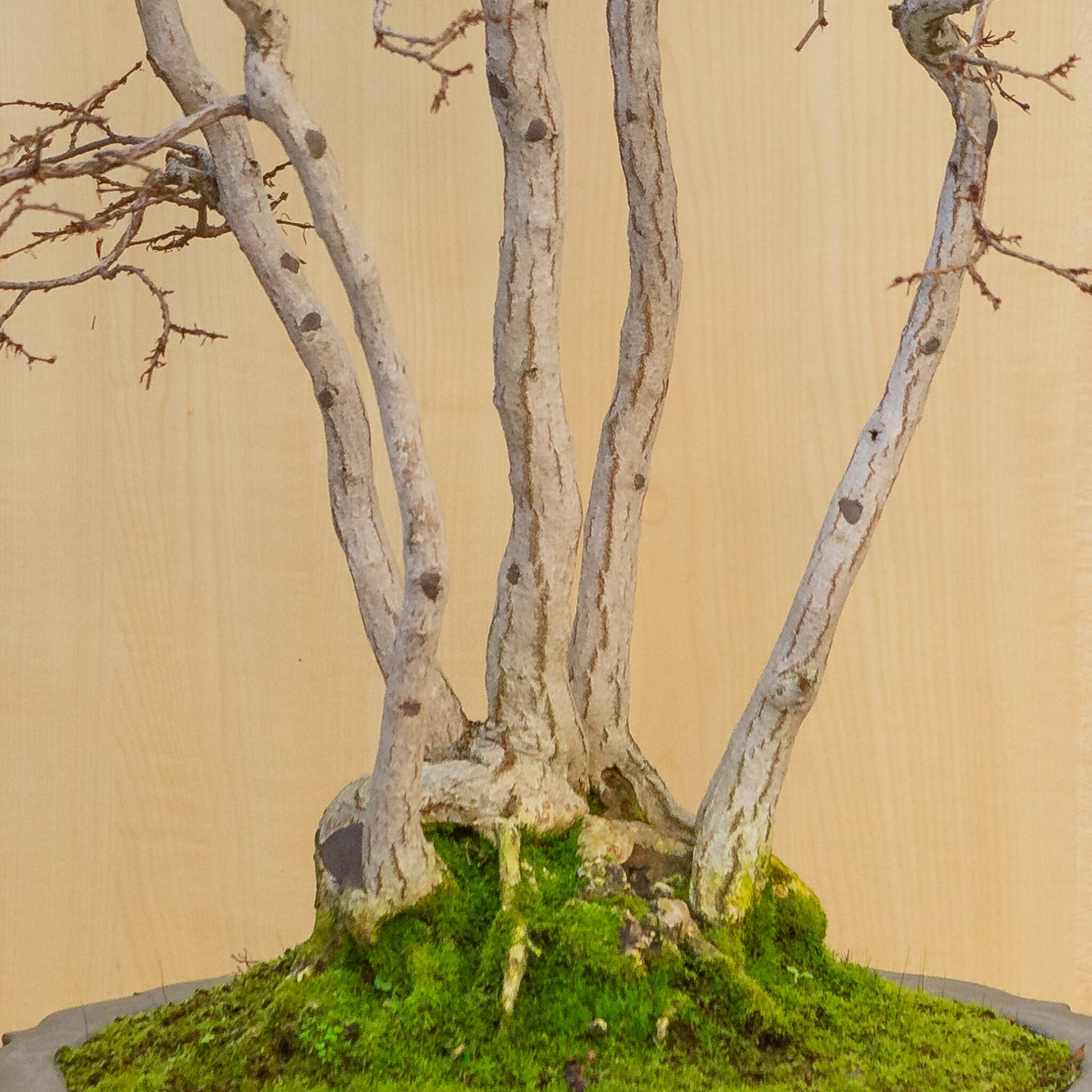 Bonsaï d'extérieur Carpinus coreana lotus bleu pot rond 39 cm, hauteur ~ 82 cm