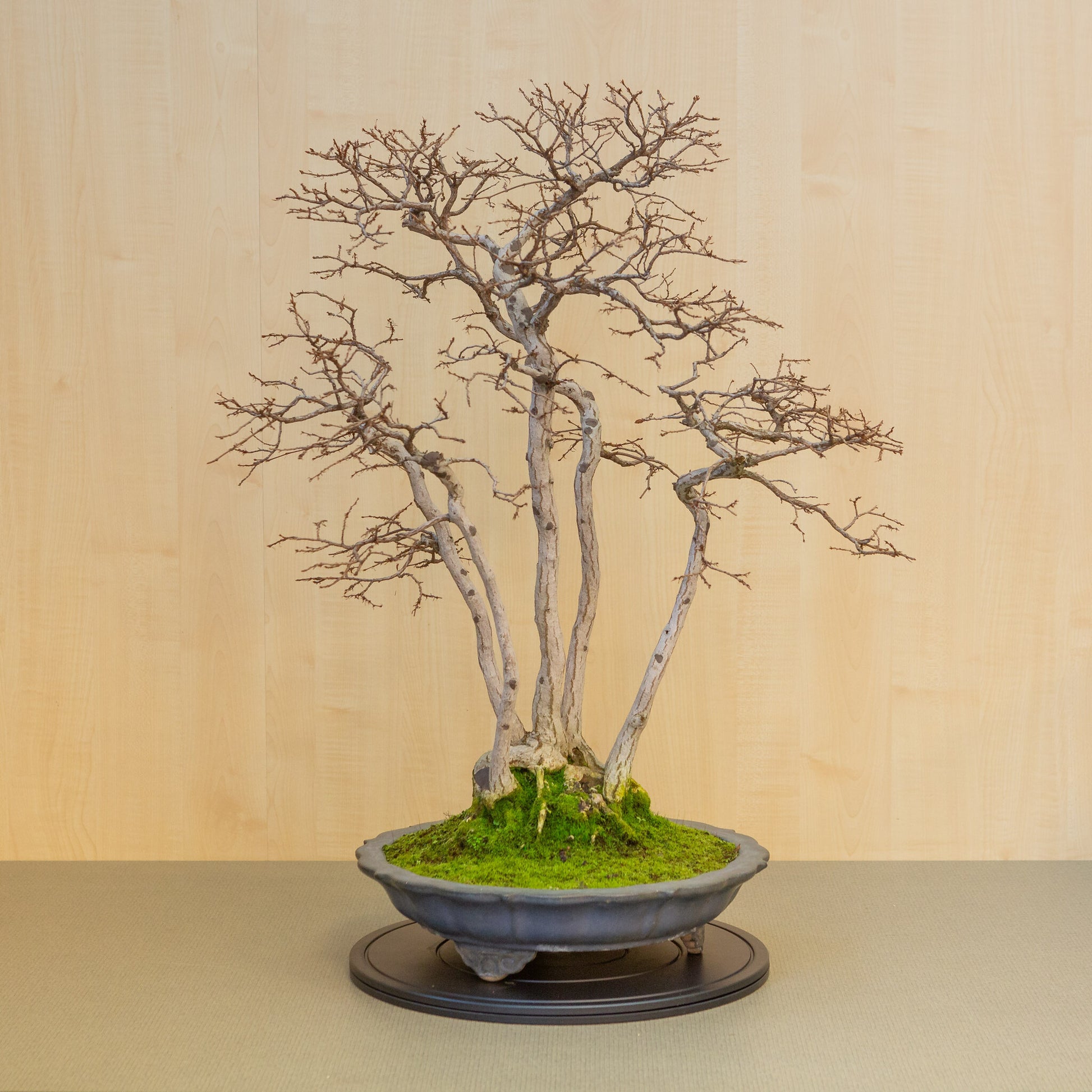Bonsaï d'extérieur Carpinus coreana lotus bleu pot rond 39 cm, hauteur ~ 82 cm