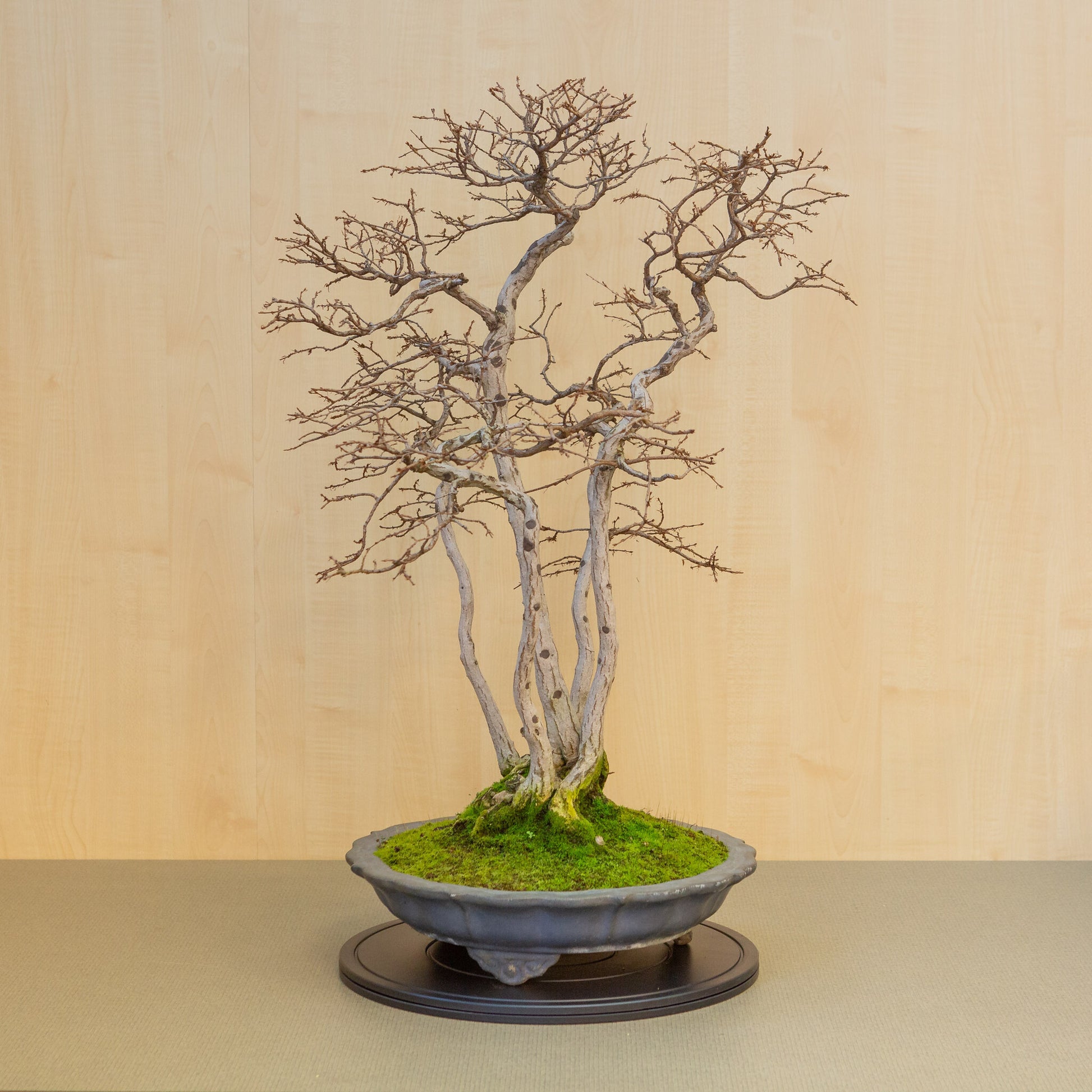 Bonsaï d'extérieur Carpinus coreana lotus bleu pot rond 39 cm, hauteur ~ 82 cm