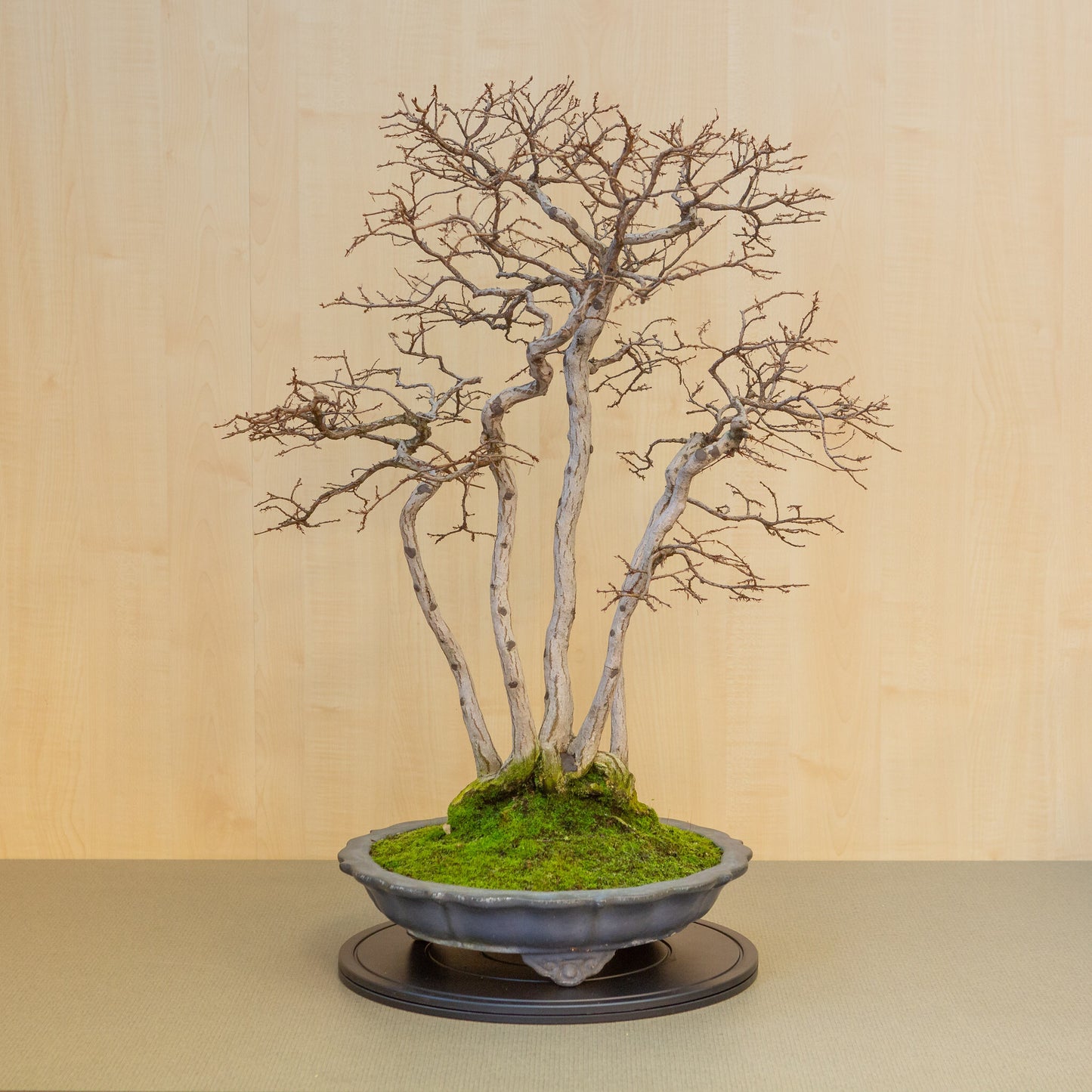 Bonsaï d'extérieur Carpinus coreana lotus bleu pot rond 39 cm, hauteur ~ 82 cm