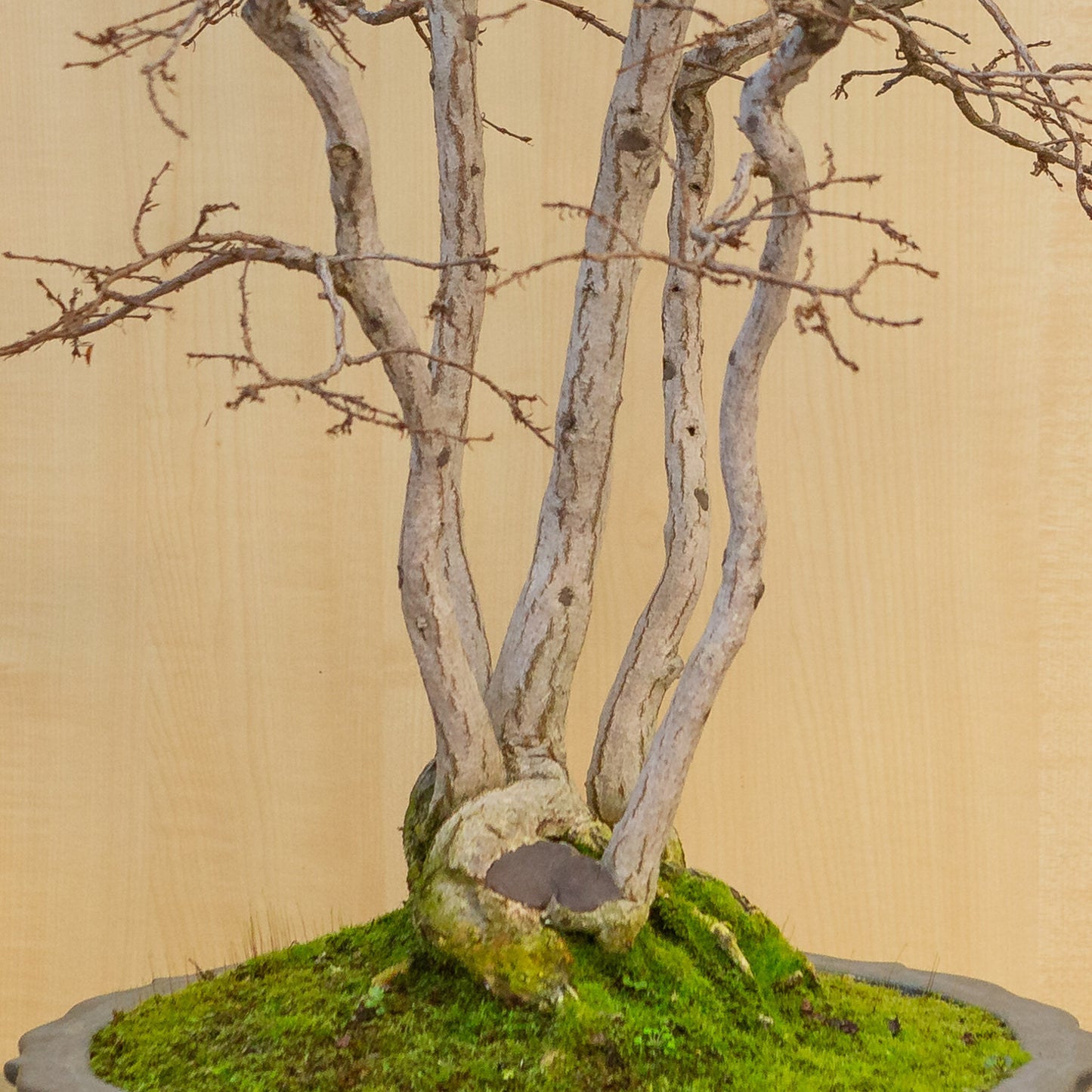 Bonsaï d'extérieur Carpinus coreana lotus bleu pot rond 39 cm, hauteur ~ 82 cm