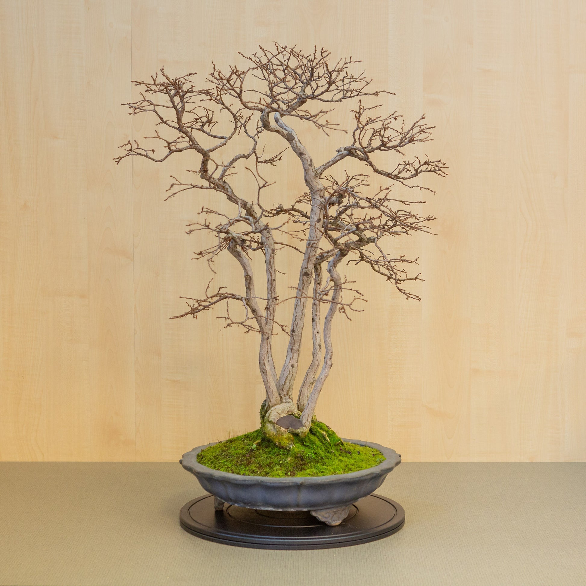 Bonsaï d'extérieur Carpinus coreana lotus bleu pot rond 39 cm, hauteur ~ 82 cm