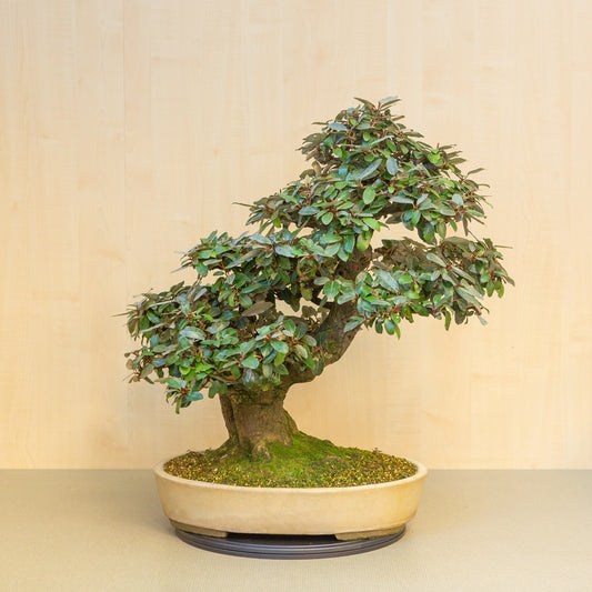 Buiten Bonsai Elaeagnus pungens beige/gele ovale pot 50 cm, hoogte ~73 cm 