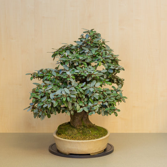 Buiten Bonsai Elaeagnus pungens beige/gele ovale pot 50 cm, hoogte ~73 cm 