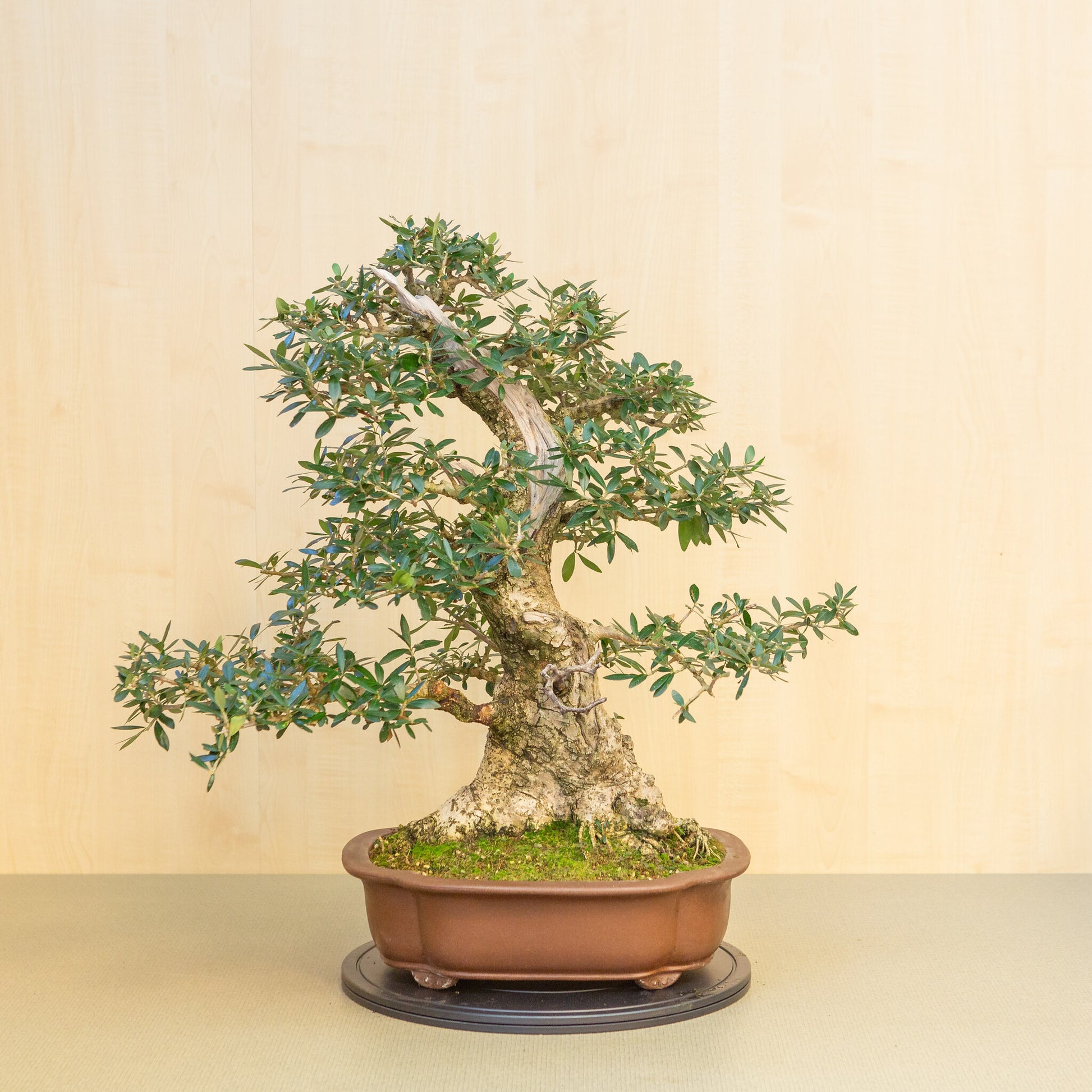 Bonsaï d'extérieur Olea europaea, pot Mokko non émaillé, 39 cm, hauteur ~ 70 cm
