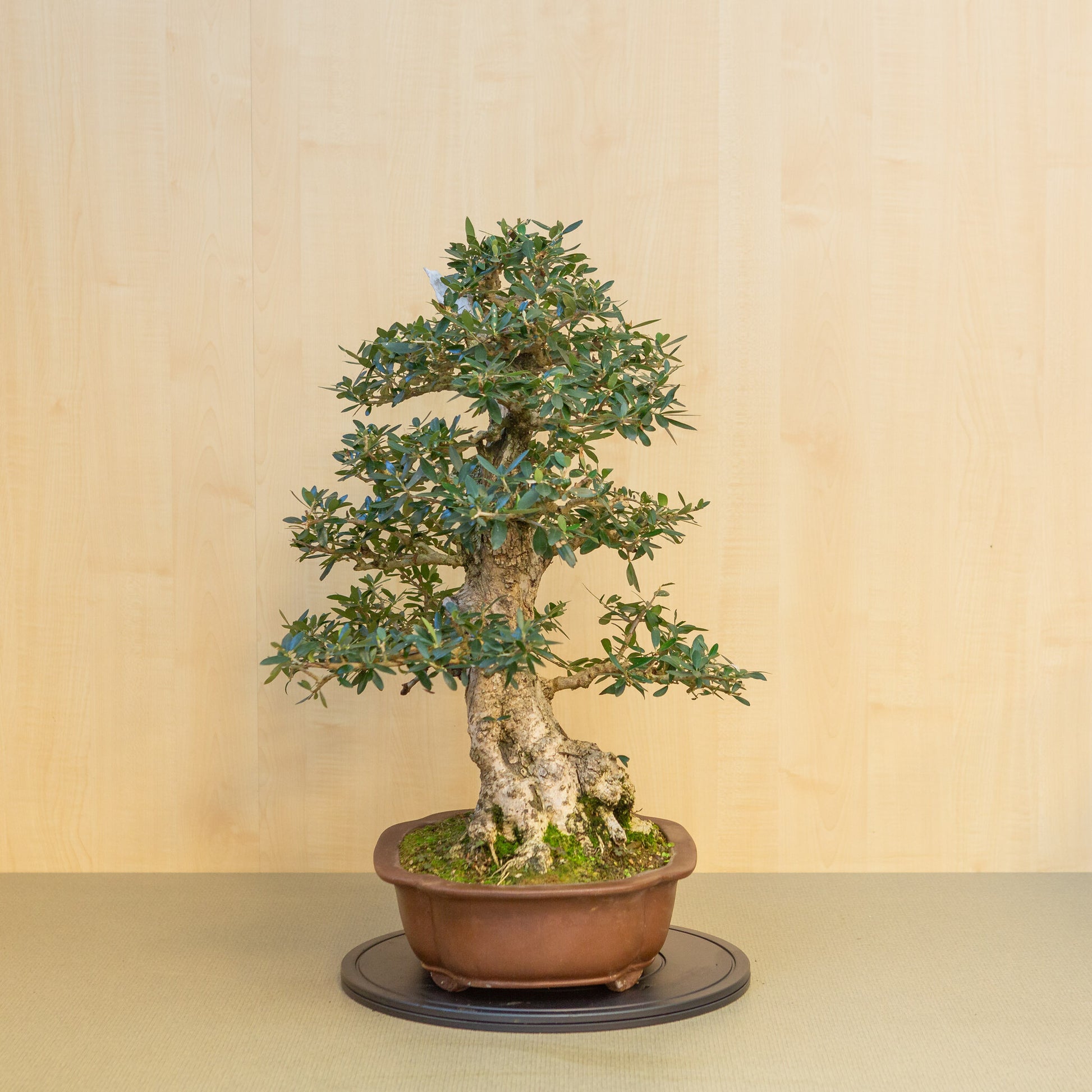 Bonsaï d'extérieur Olea europaea, pot Mokko non émaillé, 39 cm, hauteur ~ 70 cm