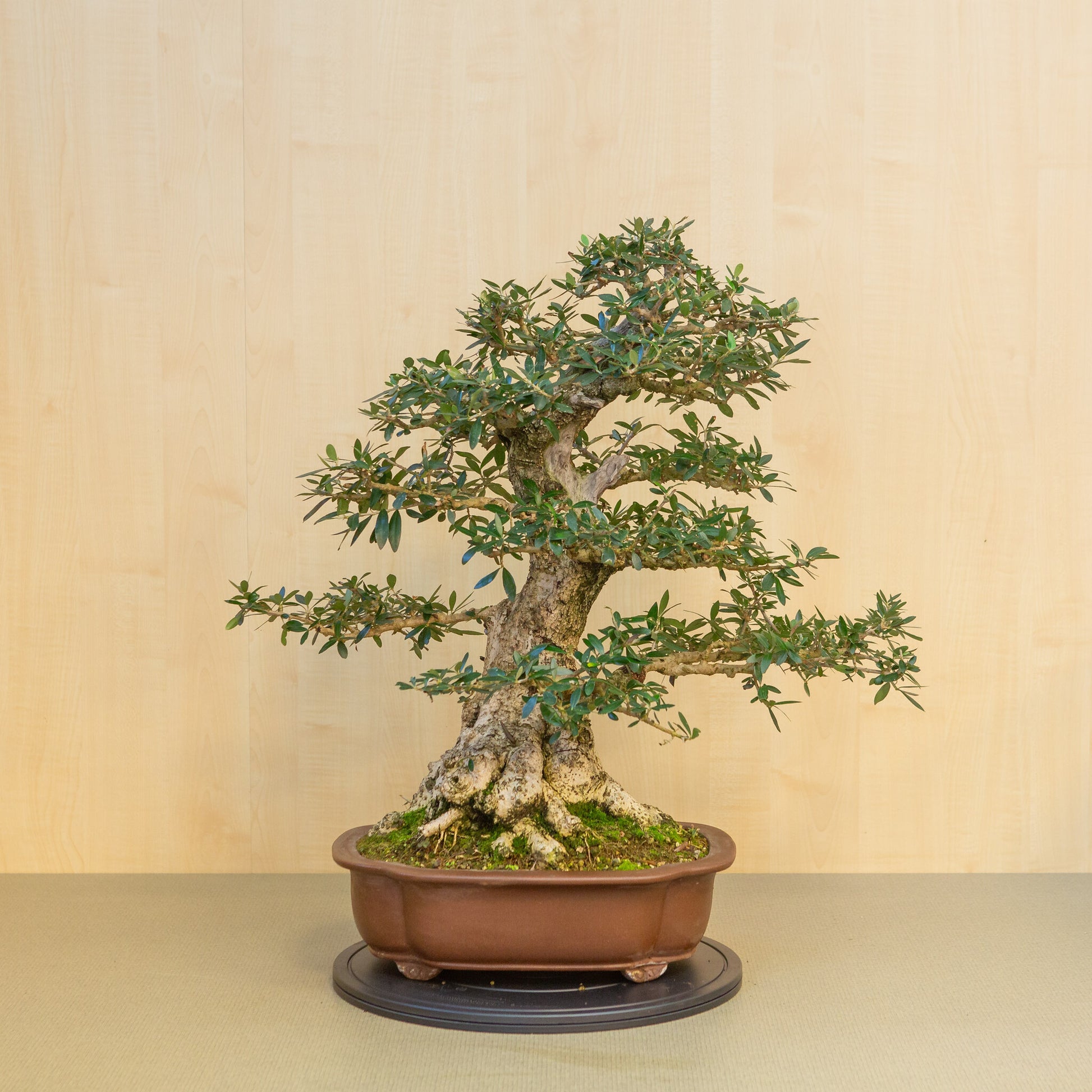 Bonsaï d'extérieur Olea europaea, pot Mokko non émaillé, 39 cm, hauteur ~ 70 cm