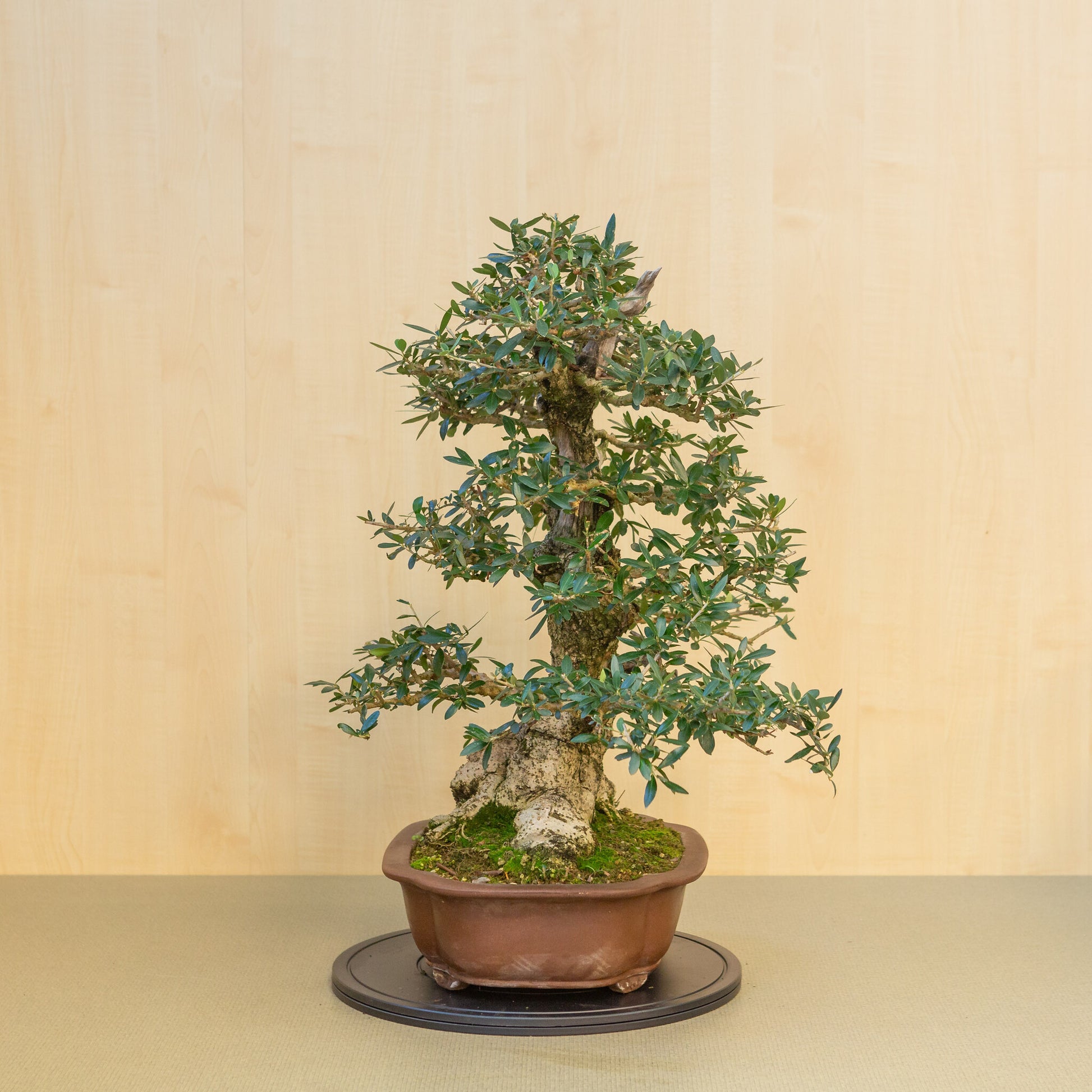 Bonsaï d'extérieur Olea europaea, pot Mokko non émaillé, 39 cm, hauteur ~ 70 cm