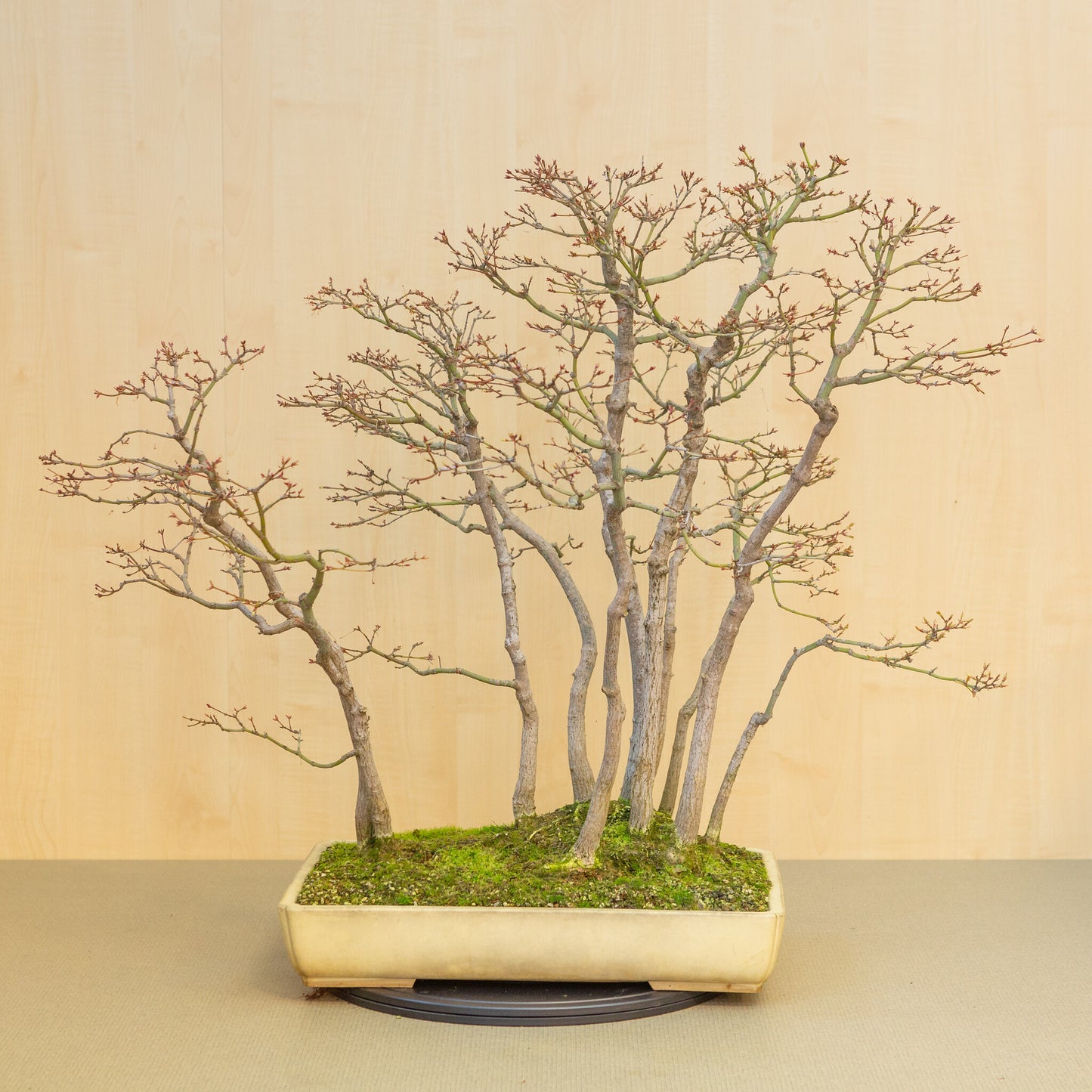 Bonsaï d'extérieur Acer palmatum, groupe beige jaune, pot rectangulaire 46 cm, hauteur ~80 cm