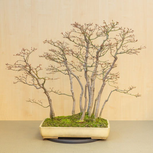 Bonsaï d'extérieur Acer palmatum, groupe beige jaune, pot rectangulaire 46 cm, hauteur ~80 cm