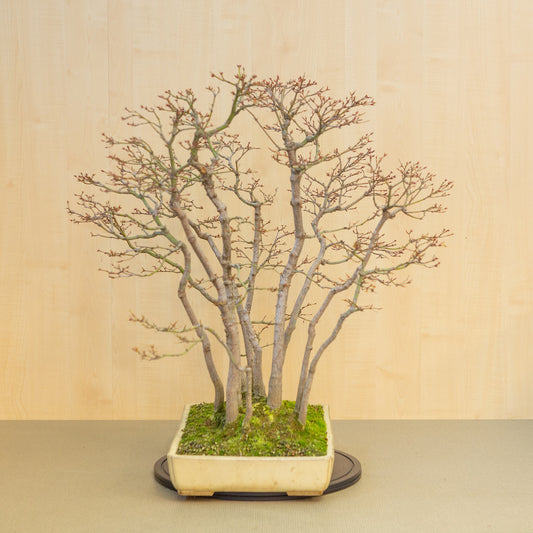 Bonsaï d'extérieur Acer palmatum, groupe beige jaune, pot rectangulaire 46 cm, hauteur ~80 cm