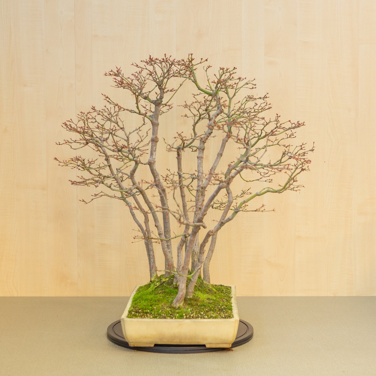 Bonsaï d'extérieur Acer palmatum, groupe beige jaune, pot rectangulaire 46 cm, hauteur ~80 cm