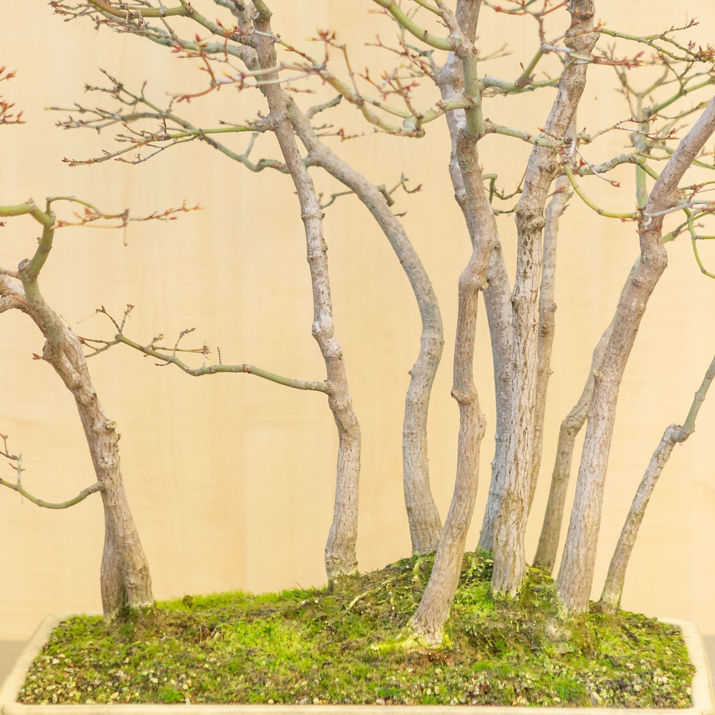 Bonsaï d'extérieur Acer palmatum, groupe beige jaune, pot rectangulaire 46 cm, hauteur ~80 cm