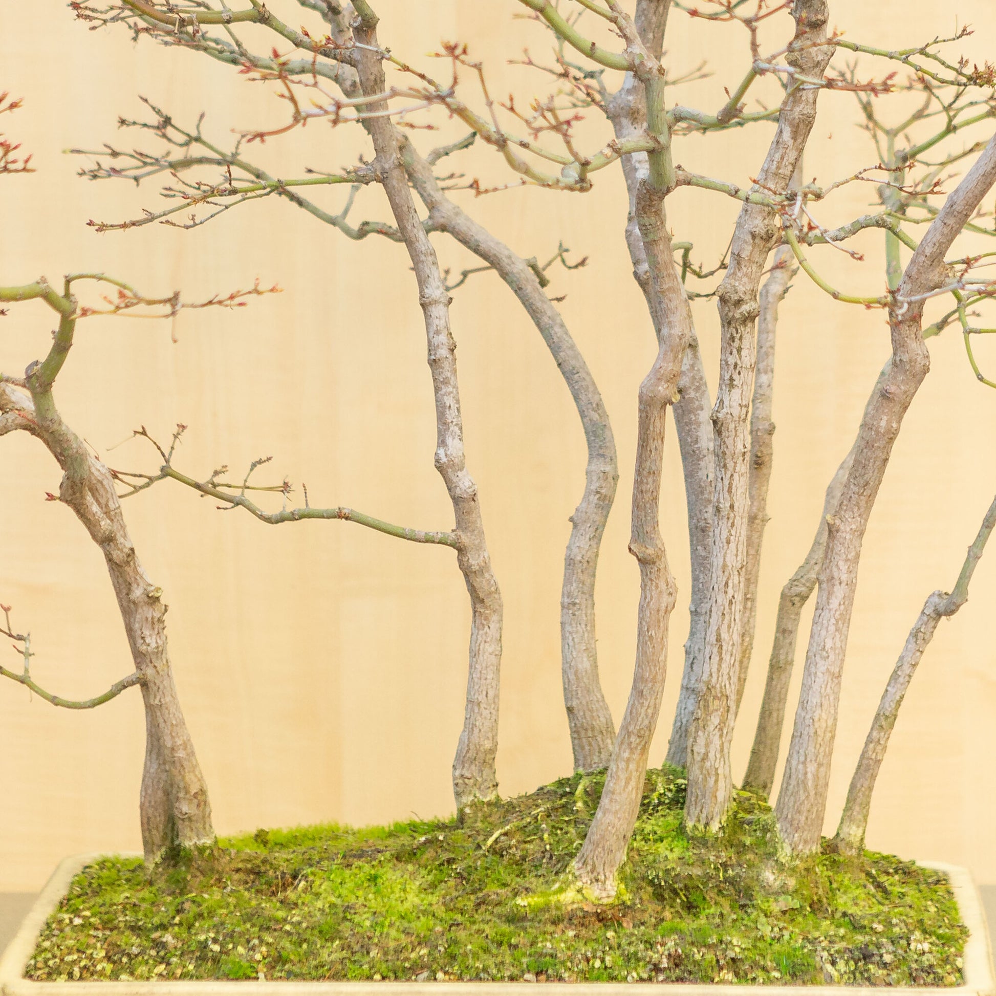 Bonsaï d'extérieur Acer palmatum, groupe beige jaune, pot rectangulaire 46 cm, hauteur ~80 cm