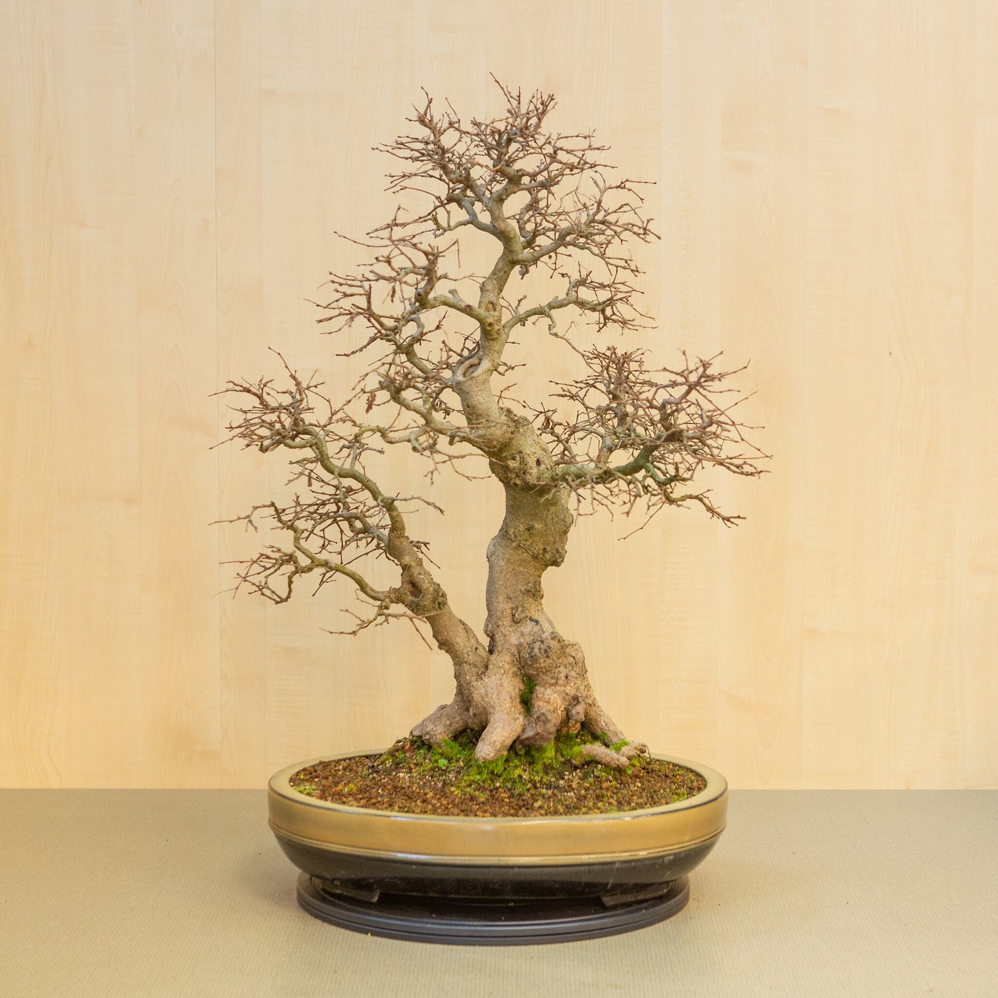 Bonsaï d'extérieur Carpinus coreana, pot ovale beige-brun, 47 cm, hauteur ~ 79 cm