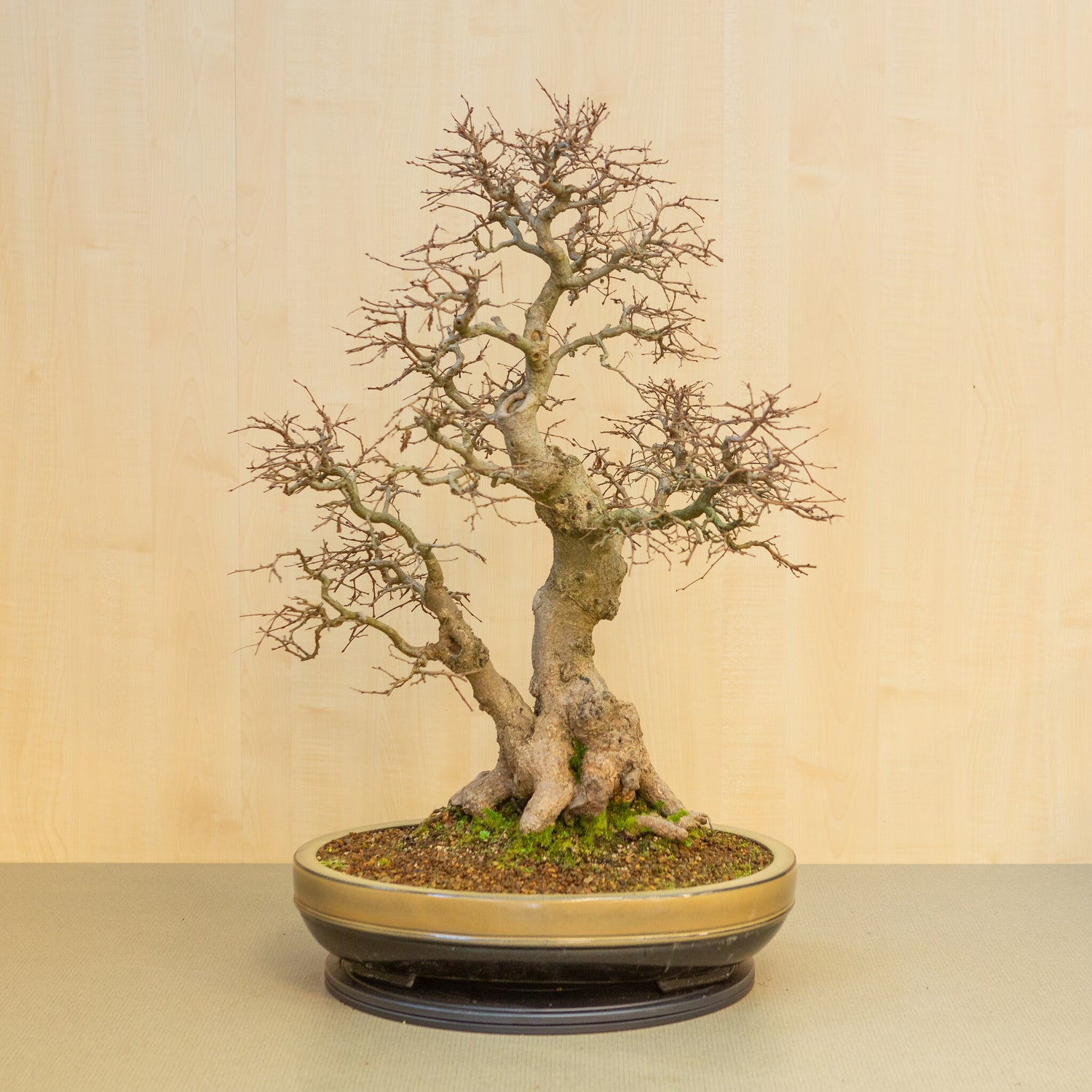 Buiten Bonsai Carpinus coreana beige bruin ovale pot 47cm, hoogte ~ 79cm