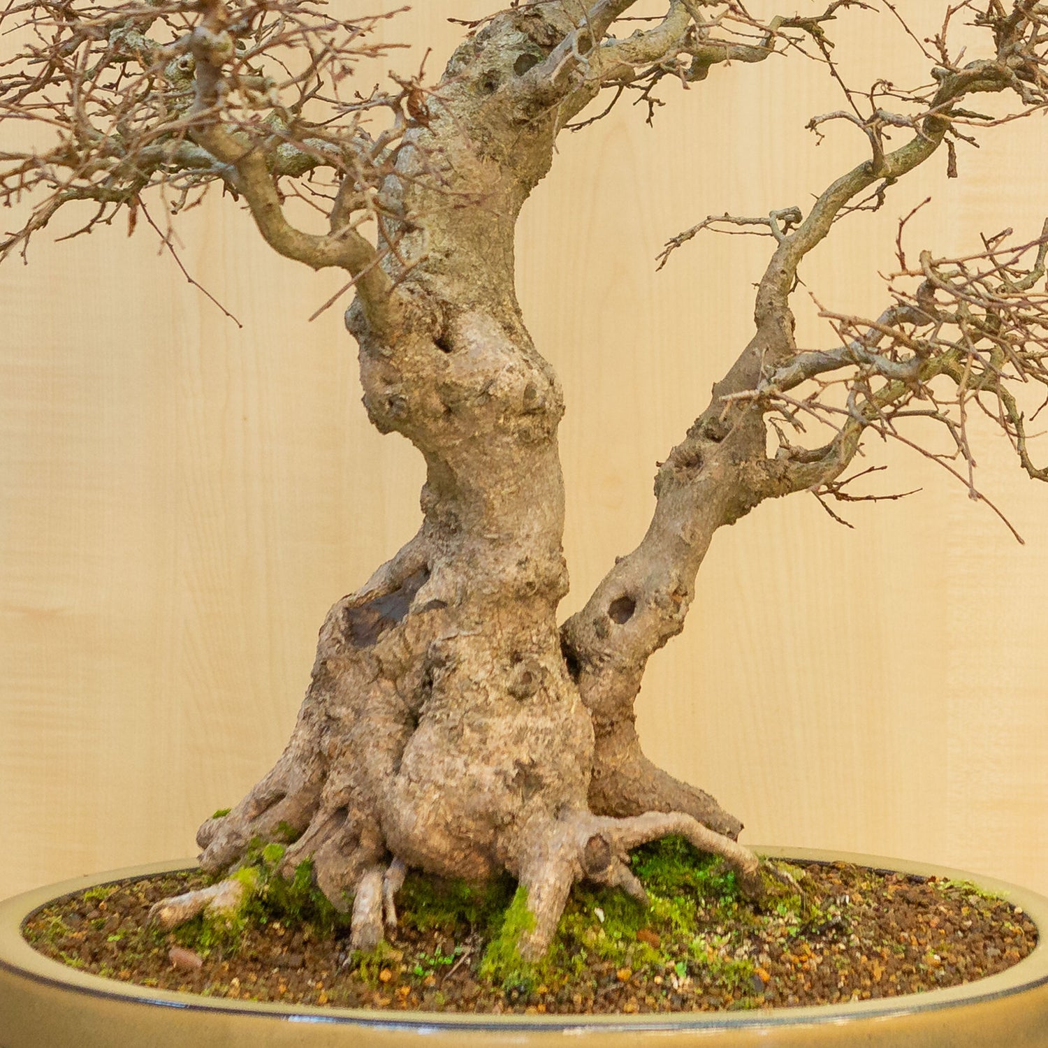 Buiten Bonsai Carpinus coreana beige bruin ovale pot 47cm, hoogte ~ 79cm