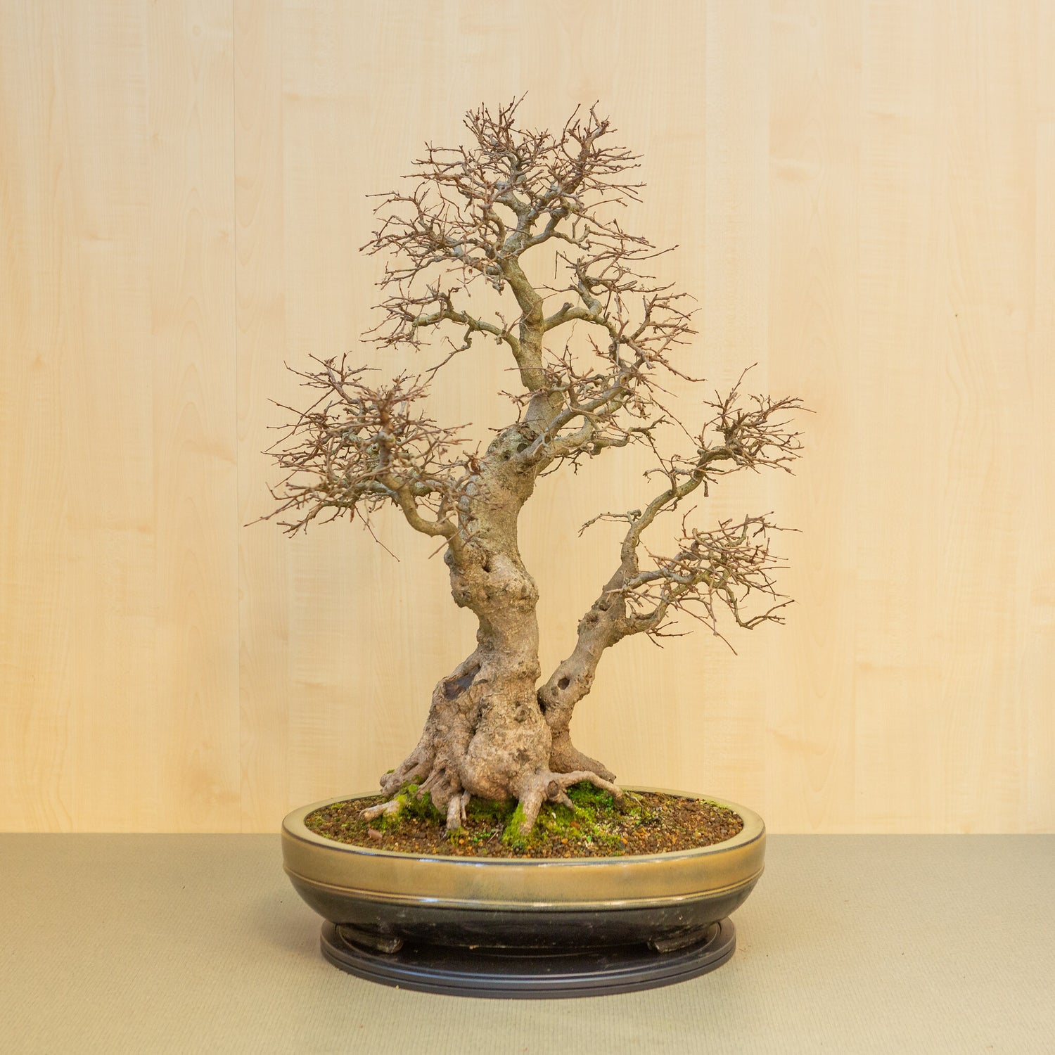 Buiten Bonsai Carpinus coreana beige bruin ovale pot 47cm, hoogte ~ 79cm