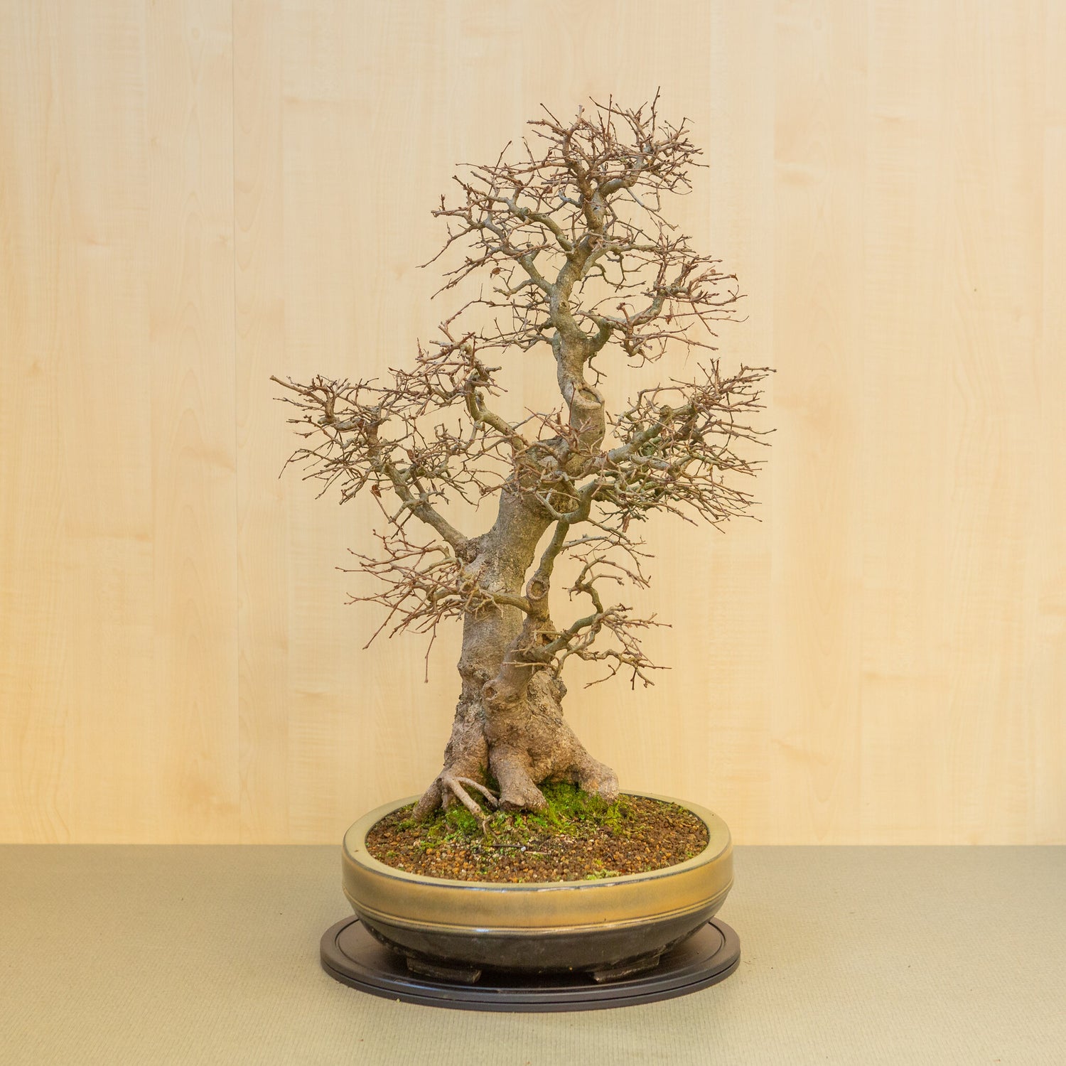 Buiten Bonsai Carpinus coreana beige bruin ovale pot 47cm, hoogte ~ 79cm
