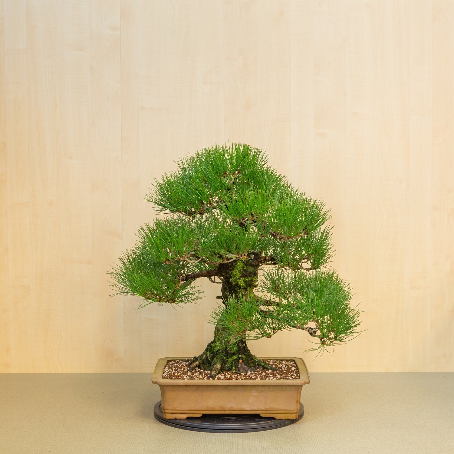 Buiten Bonsai Pinus thunbergii ongeglazuurde rechthoekige pot 41 cm, hoogte ~70cm