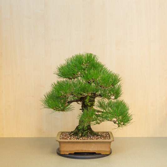 Buiten Bonsai Pinus thunbergii ongeglazuurde rechthoekige pot 41 cm, hoogte ~70cm