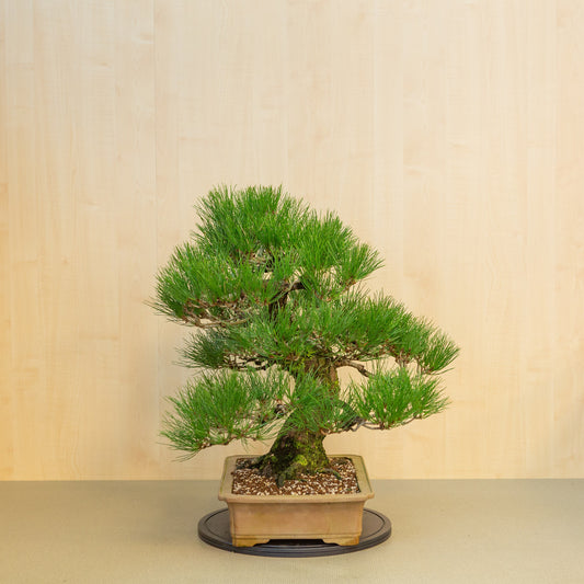 Buiten Bonsai Pinus thunbergii ongeglazuurde rechthoekige pot 41 cm, hoogte ~70cm